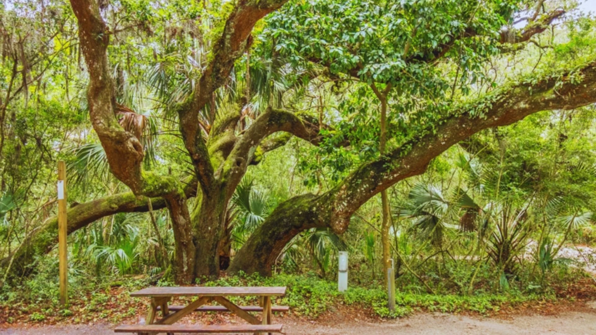 A picnic table is situated beneath a large tree in a serene wooded area, surrounded by greenery.