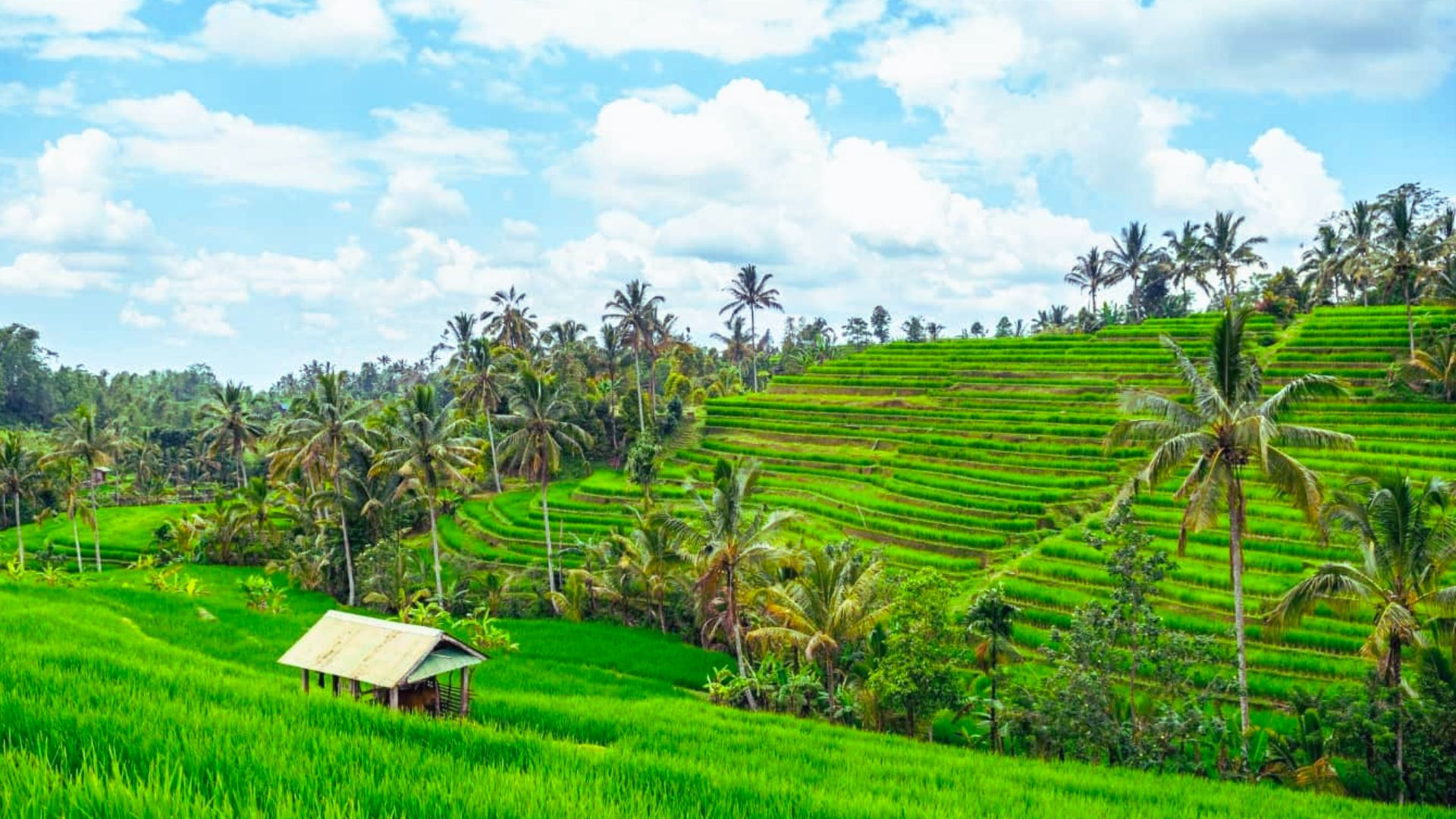 Lush green terraced rice fields with swaying palm trees under a bright blue sky with fluffy clouds. A small hut sits in the foreground, evoking serenity.