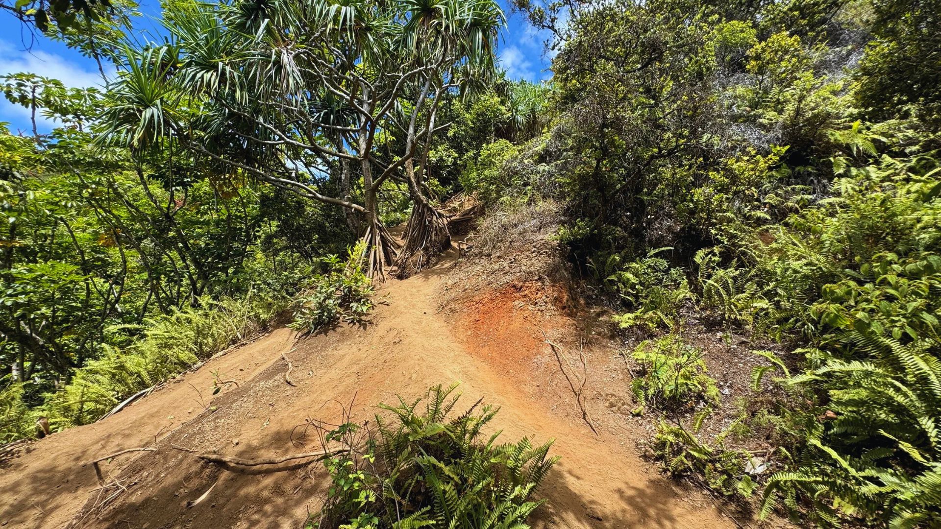 A lush, tropical forest trail with vibrant greenery. The path, lined with ferns and roots, leads uphill under a sunny blue sky, evoking serenity.