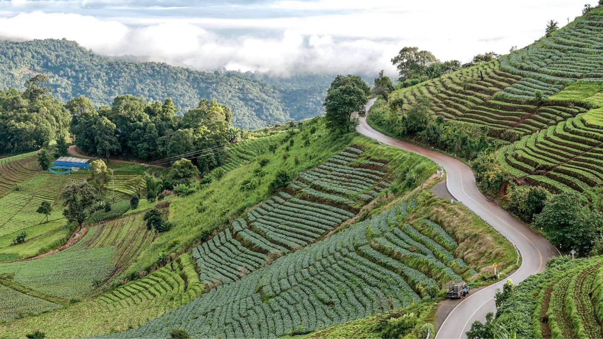 A narrow, winding road meanders through vibrant rice fields, showcasing the landscape's natural beauty.