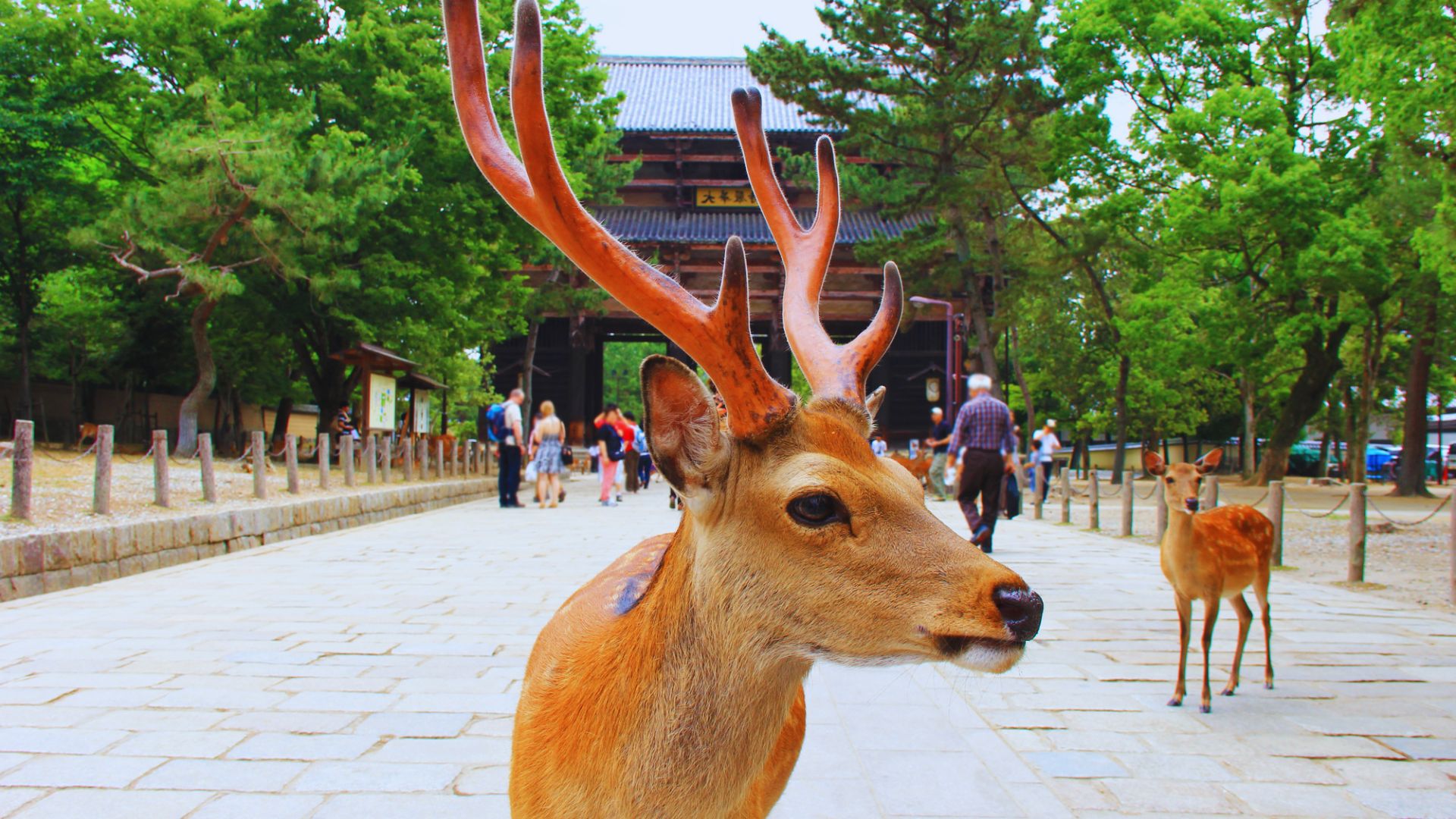A deer with antlers stands gracefully on a cobblestone street, surrounded by a serene urban landscape.