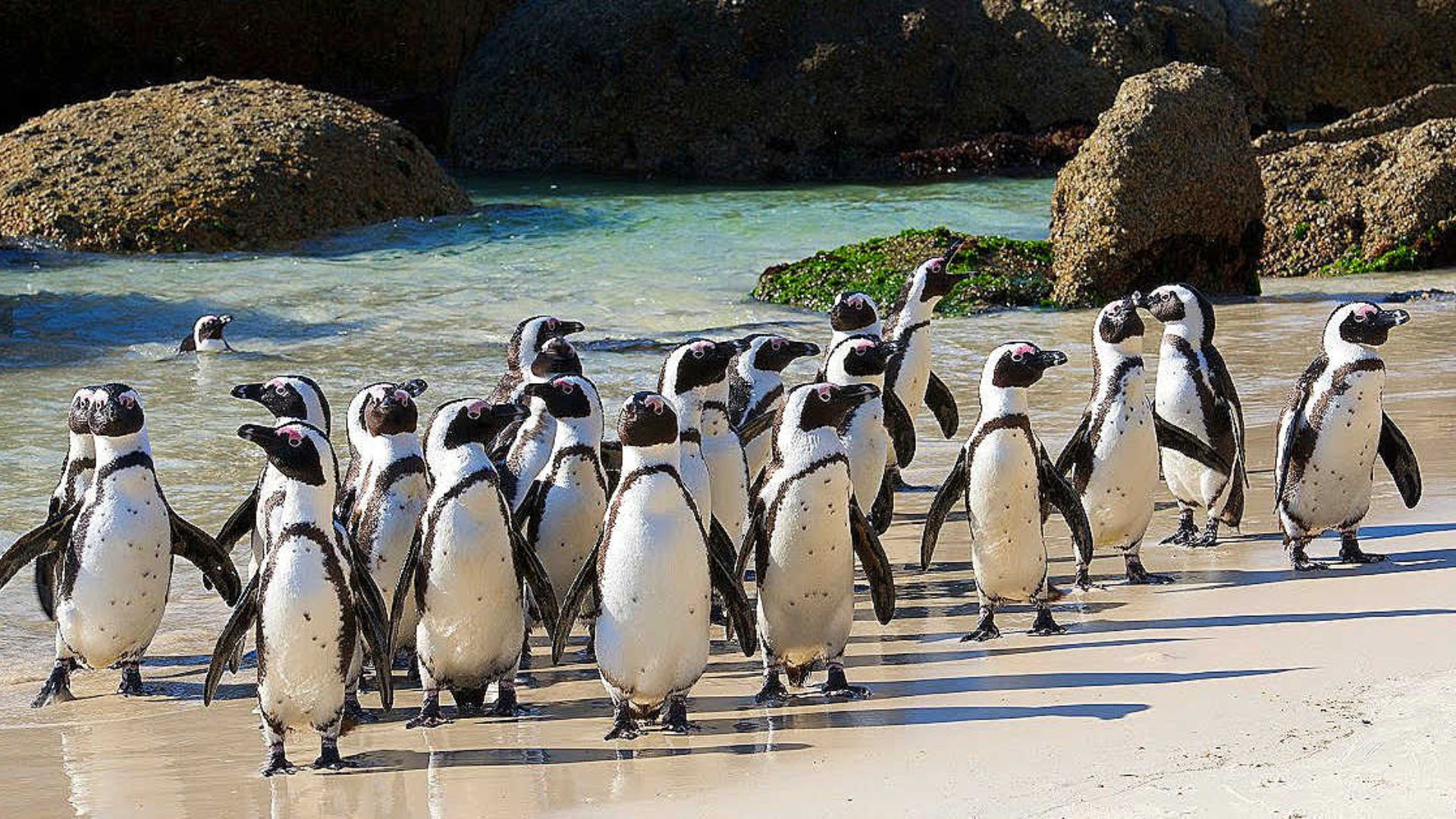 A group of penguins waddling along the sandy beach, with gentle waves lapping at the shore in the background.
