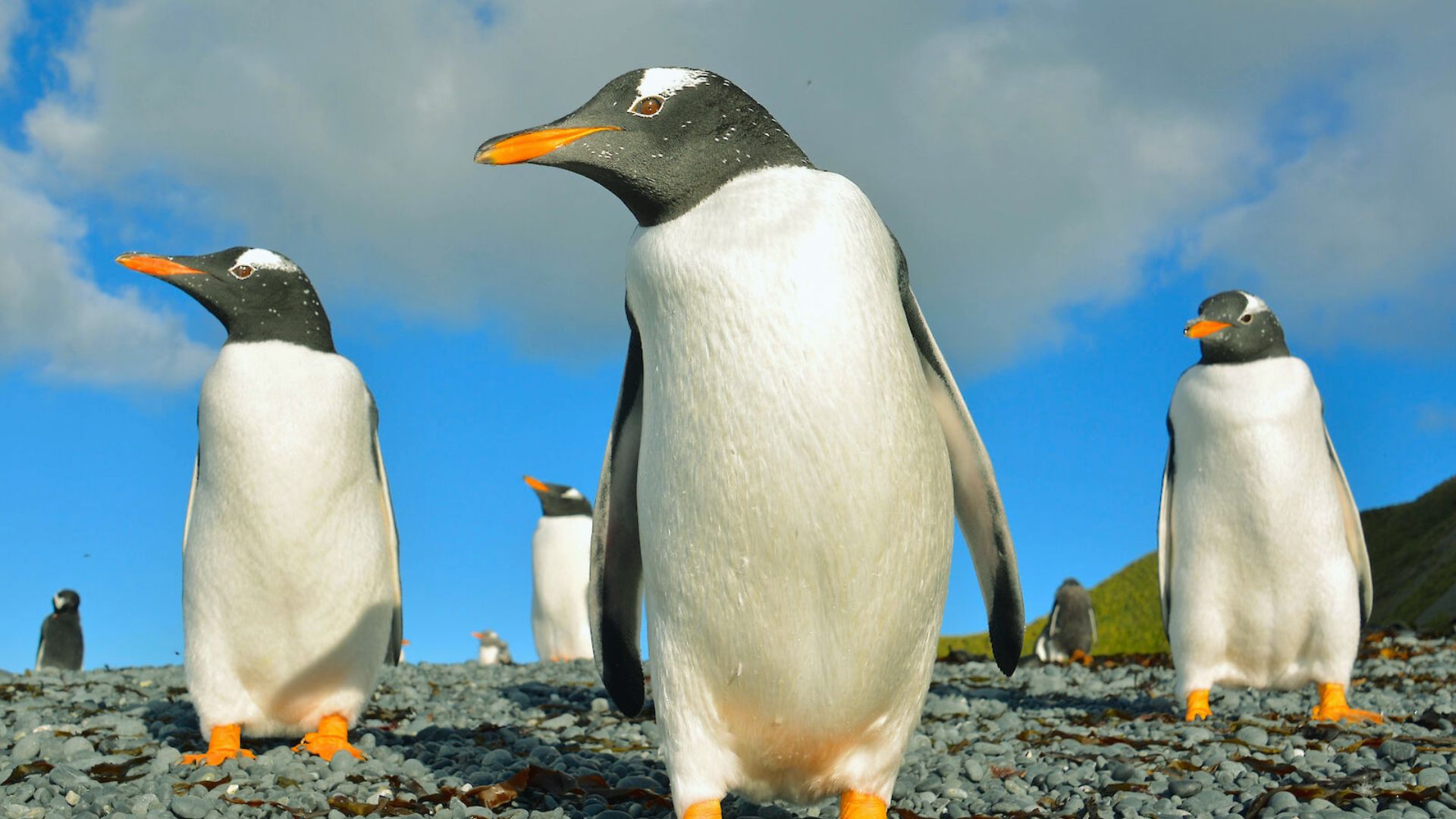 Gentoo Penguins
