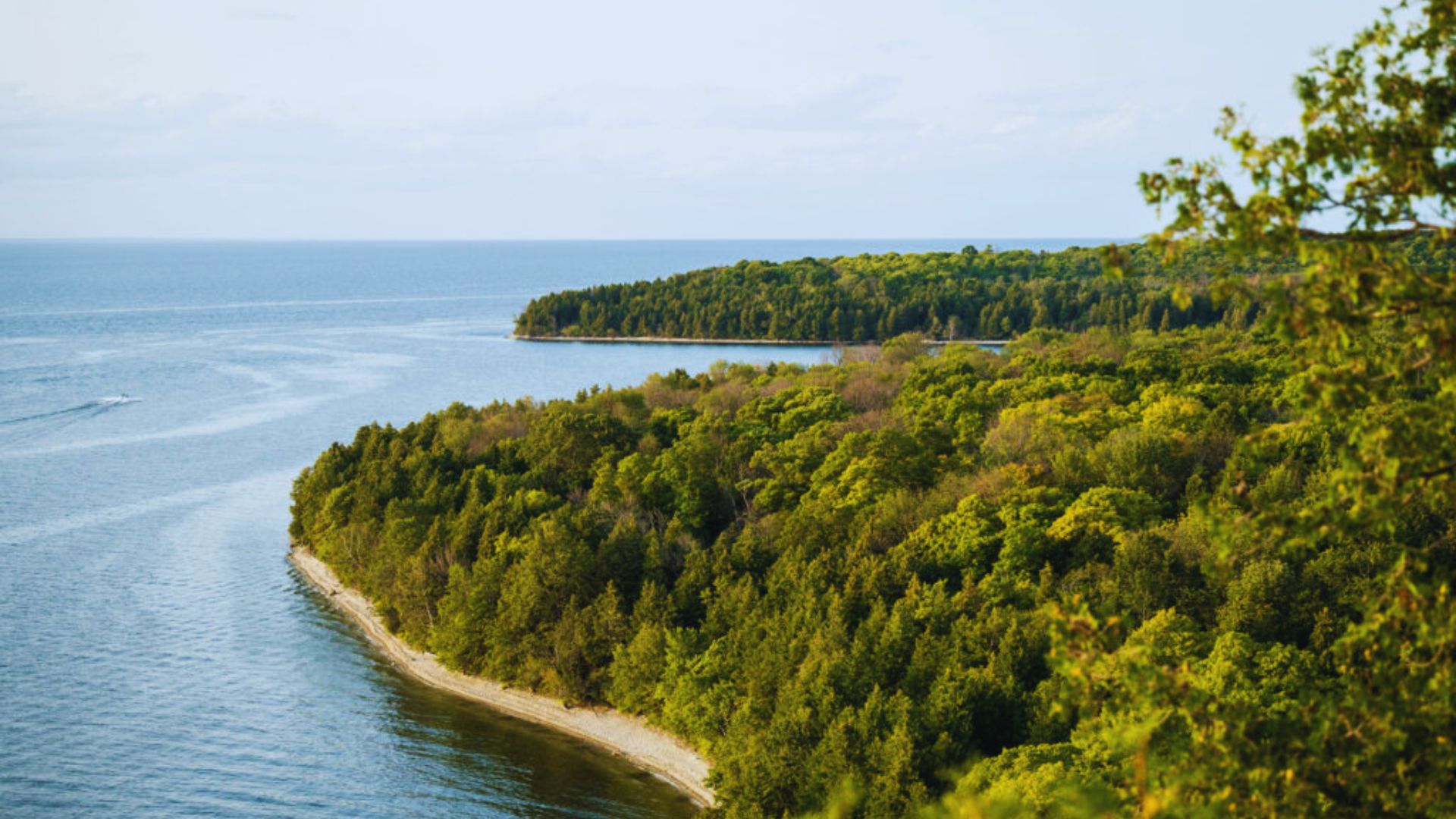 Scenic coastal view of a lush green forest lining the edge of a tranquil blue body of water, extending into the horizon under a clear sky.