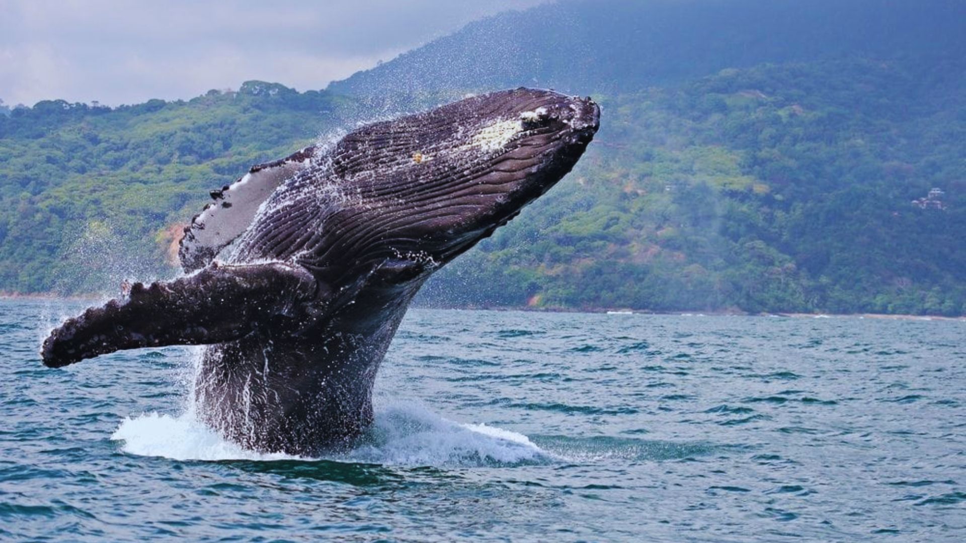 Go Whale Watching