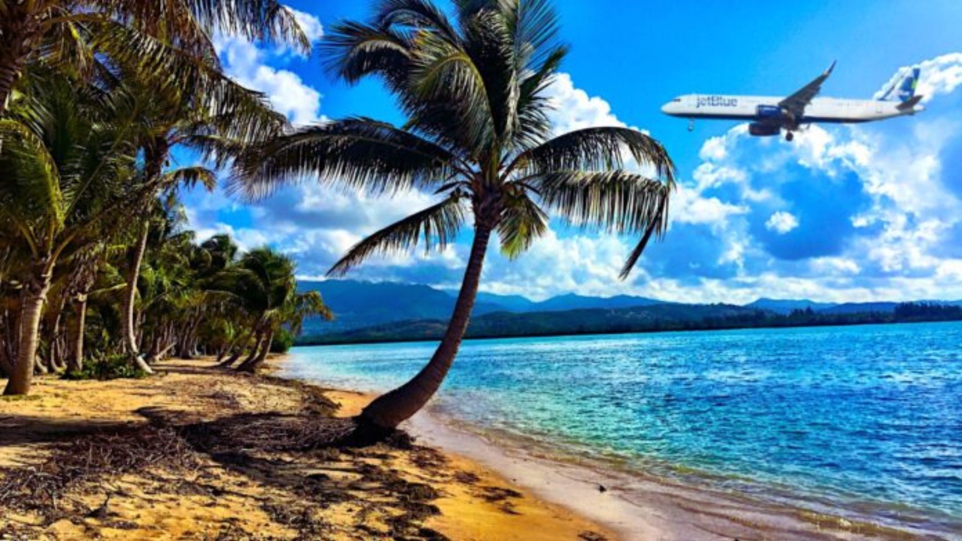 An airplane soars above a beach lined with palm trees, capturing a tropical scene under a clear blue sky.