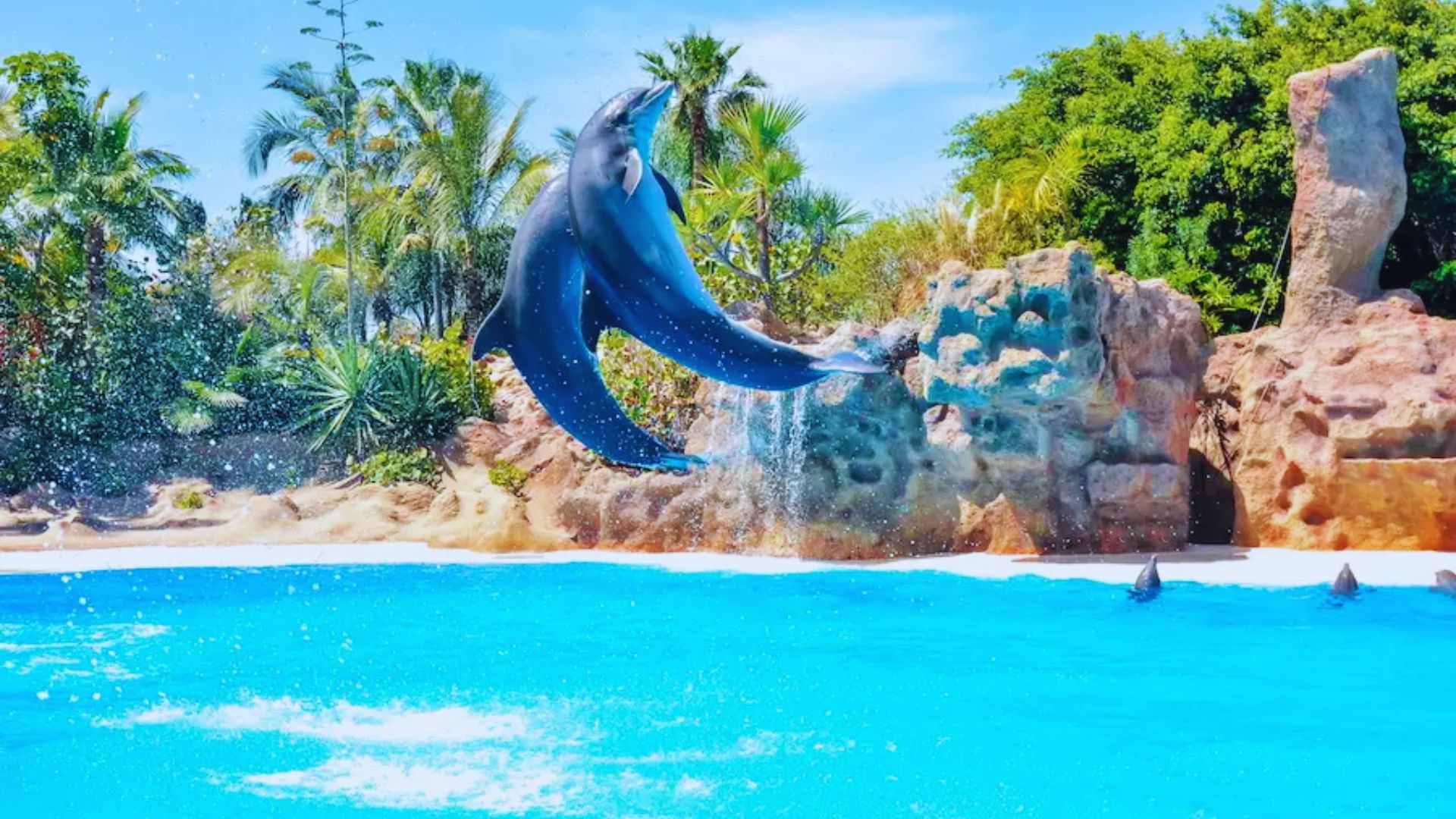 A dolphin leaps gracefully out of the water in an aquarium, showcasing its agility and playful nature.