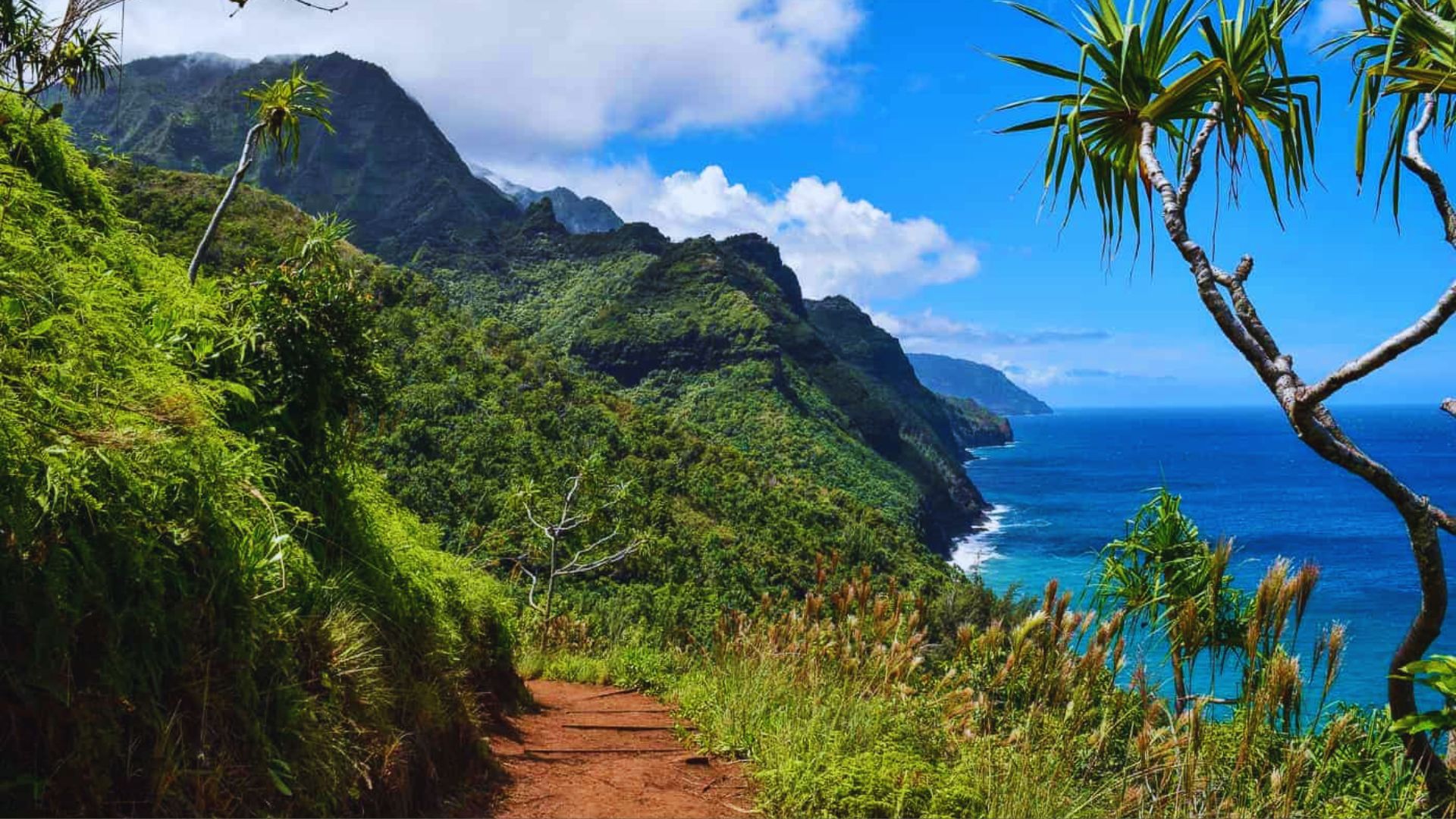 Scenic trail leading through lush greenery towards the stunning landscapes of Kauai, inviting exploration and adventure.