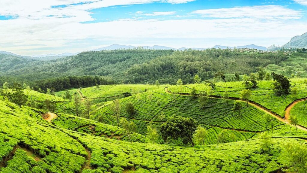 Lush green tea plantations in Munnar, Kerala, India, showcasing rolling hills and neatly arranged tea bushes.