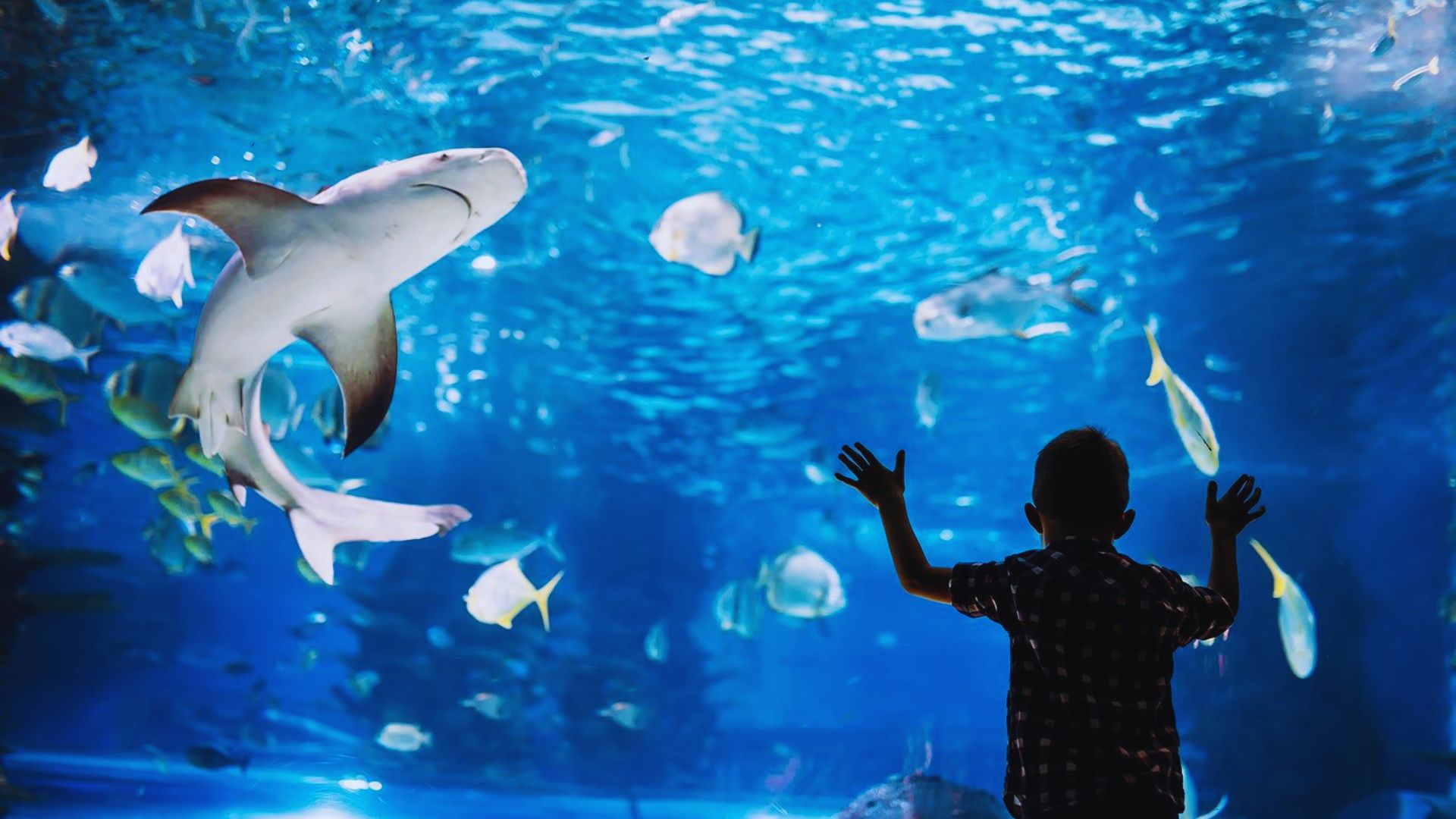 A boy stands in front of an aquarium, gazing at a shark swimming inside the tank.