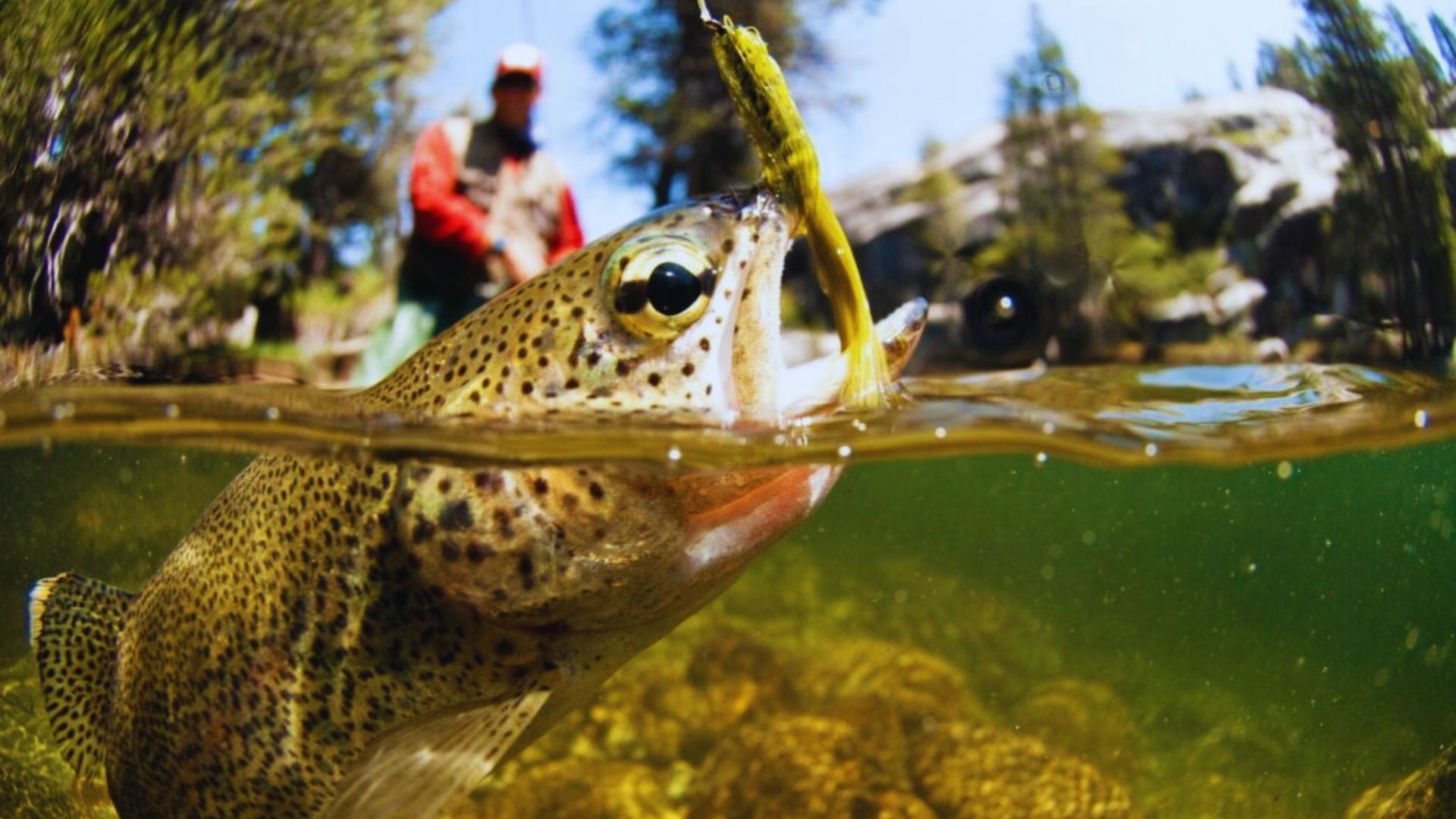 A man stands in water, holding a fish with both hands, showcasing his catch during a fishing trip.