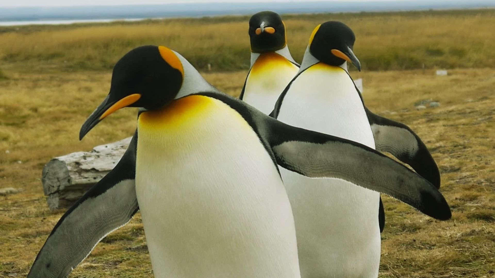 Three penguins walking on grass near a calm body of water, with a clear sky in the background.