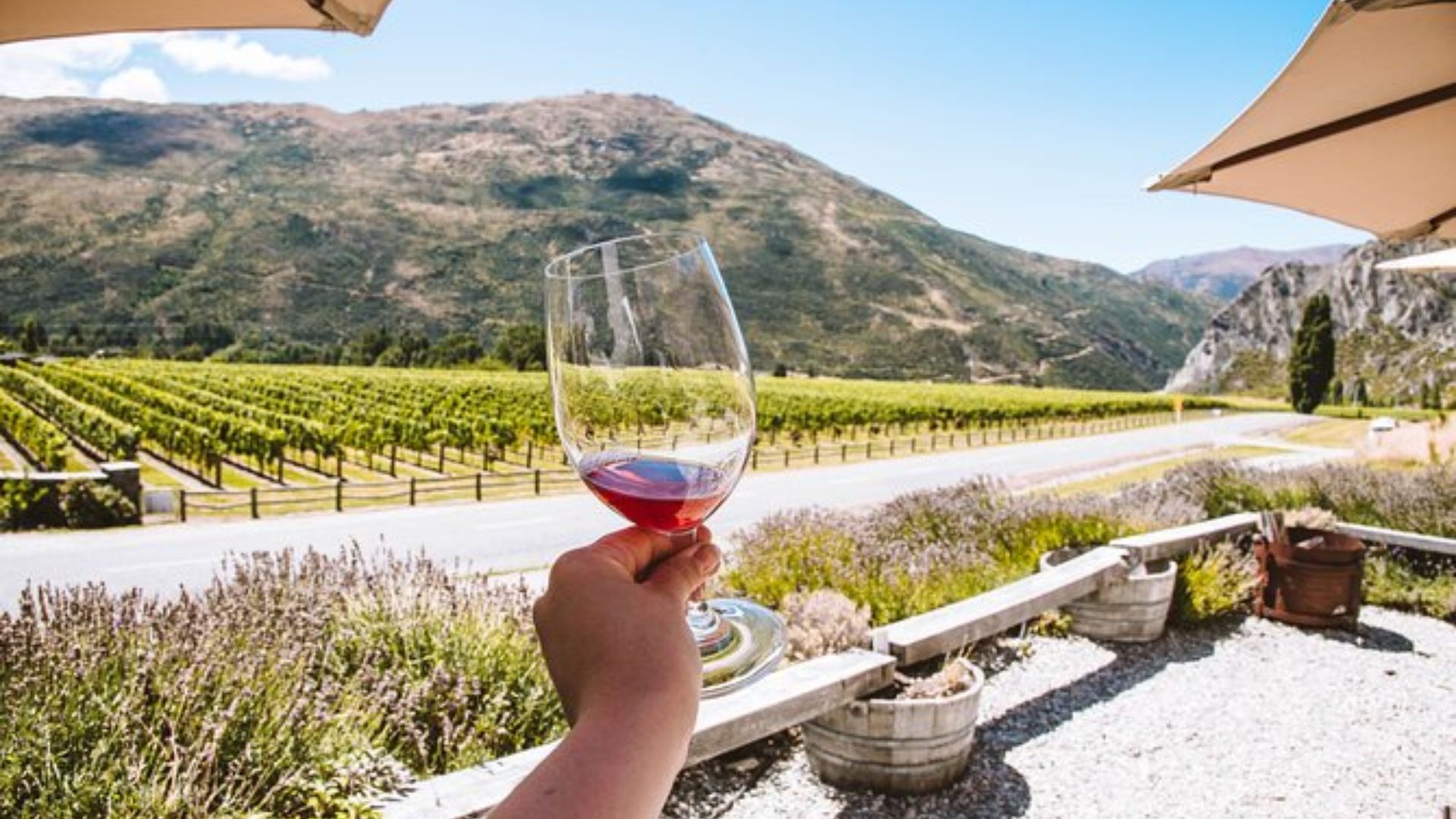 A person holding a glass of wine stands in front of a lush vineyard under a clear blue sky.