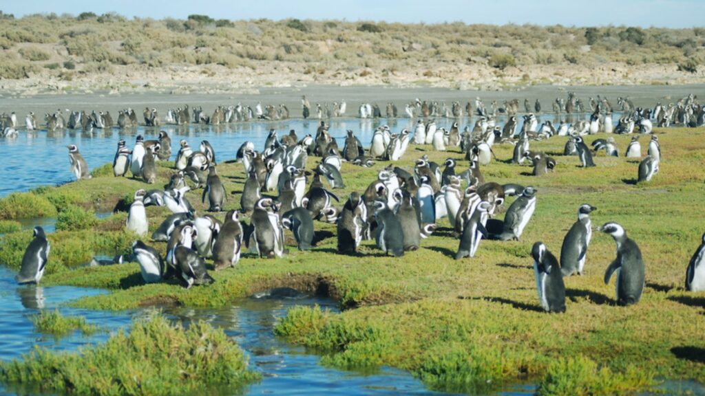 Penguins in Patagonia