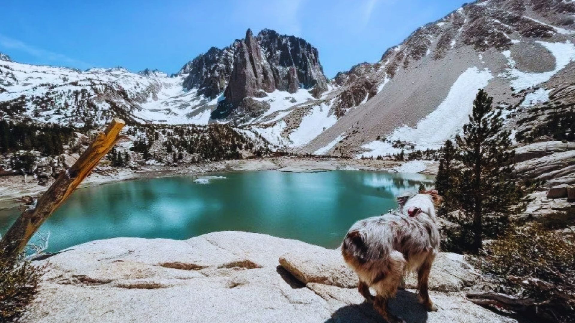 A dog stands on a rock by a serene lake, gazing at the water with a calm expression.
