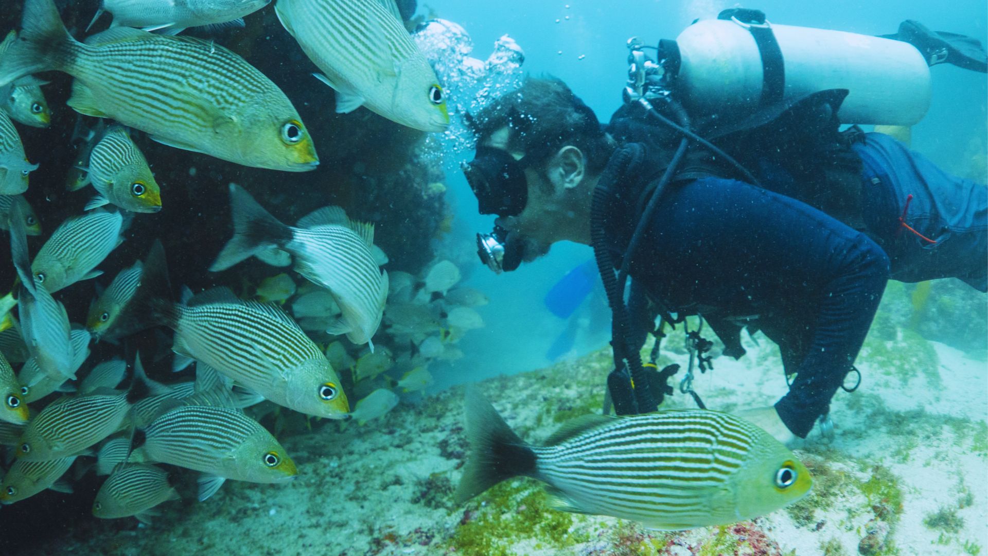 A scuba diver underwater, surrounded by a school of striped fish near a coral reef. The scene is vibrant, conveying a sense of adventure and tranquility.