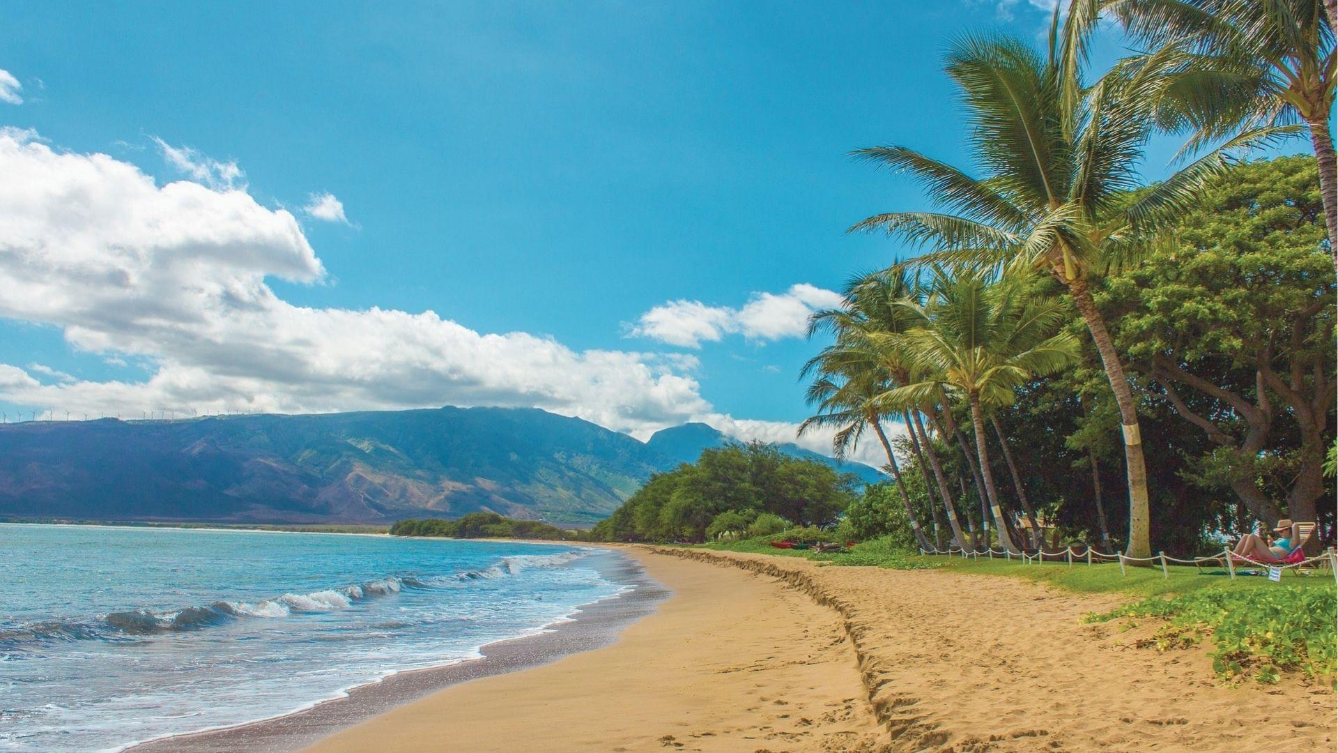 Golden sand beach lined with palm trees and gentle waves under a bright blue sky with mountains beyond.