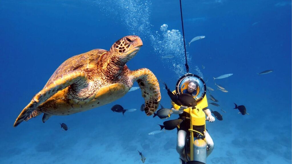 Sea turtle swims near a person on an underwater scooter surrounded by tropical fish.