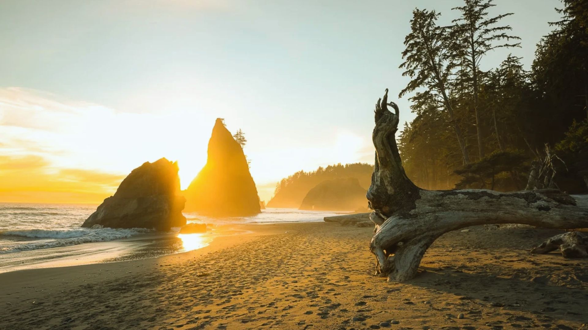Visit Olympic National Park