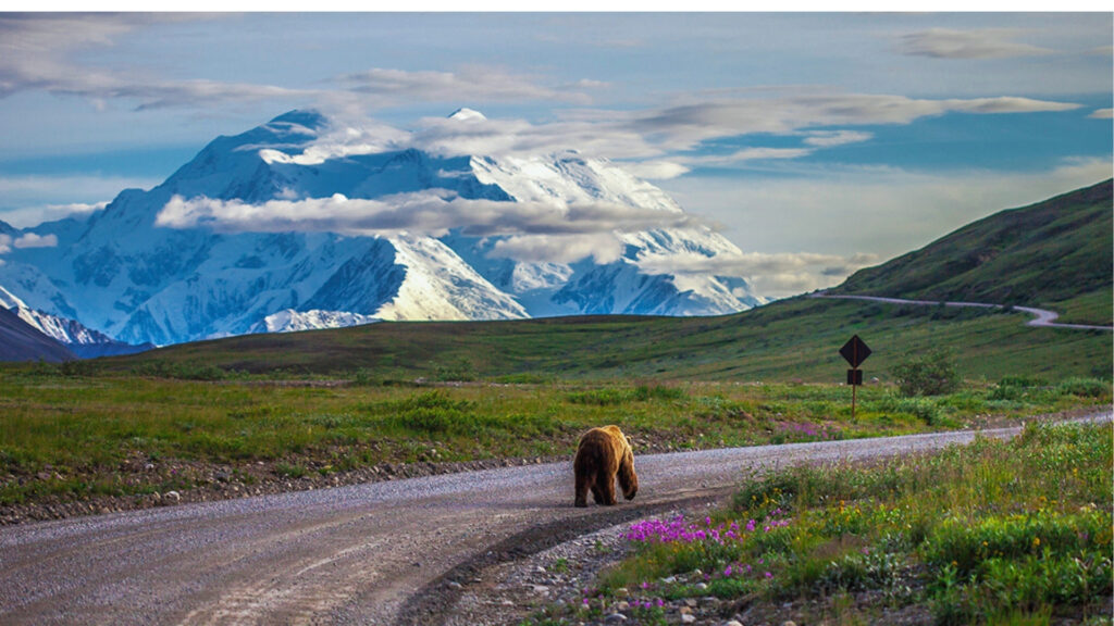 A lone bear walks down a gravel path in a lush green landscape with colorful wildflowers. Majestic, snow-capped mountains rise in the background under a partly cloudy sky.