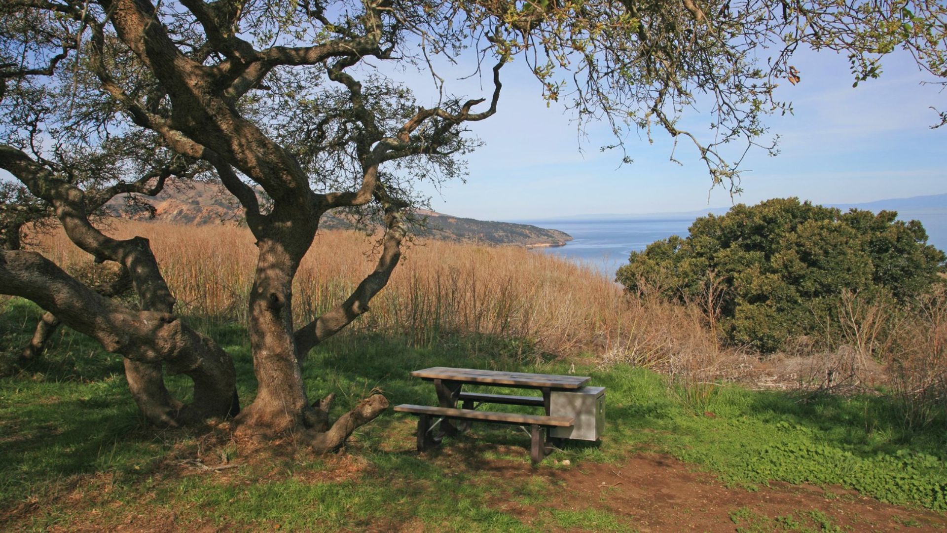A wooden bench on a grassy hill, offering a scenic view of the ocean under a clear blue sky.