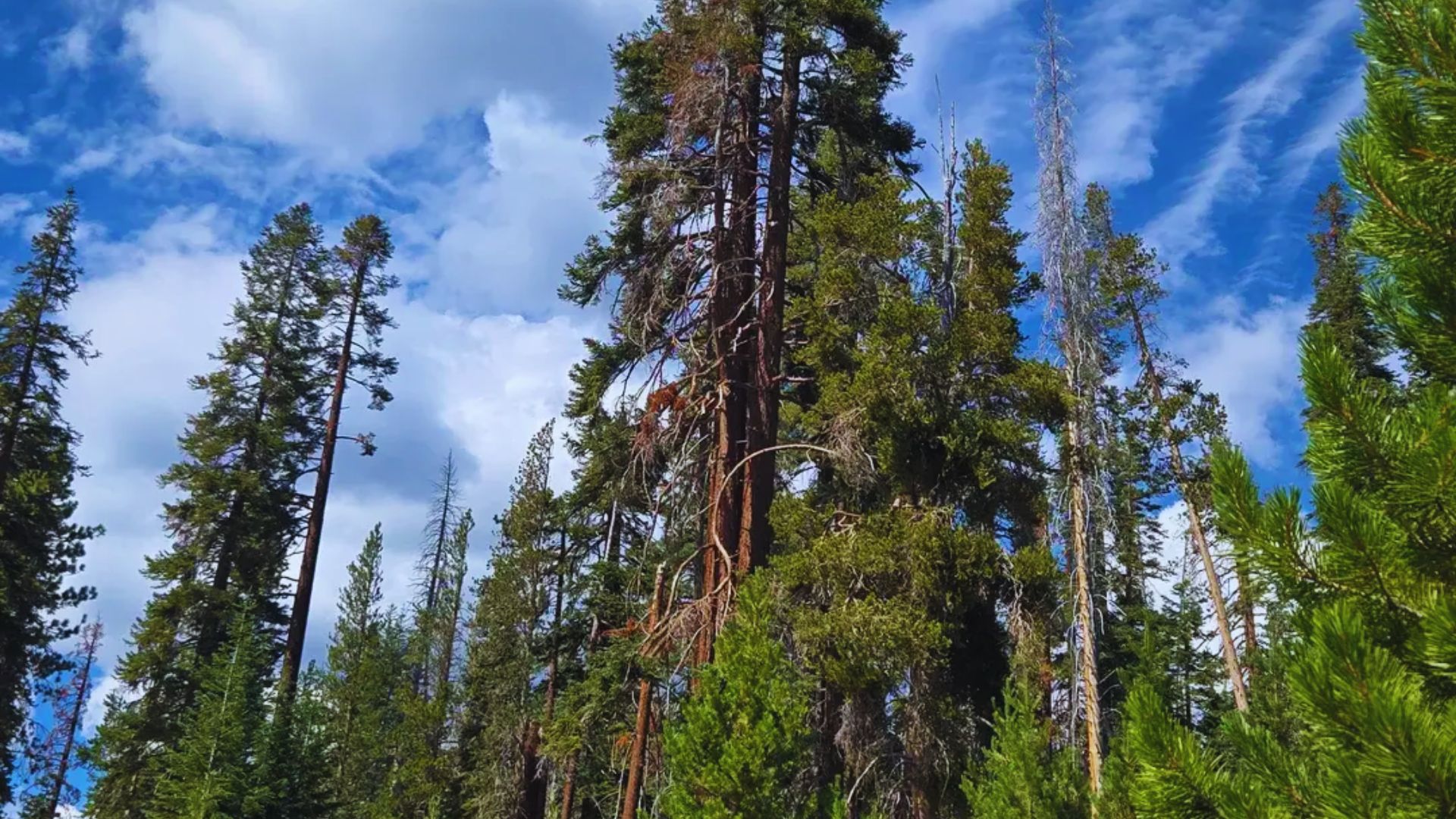 Marvin Pass Trail