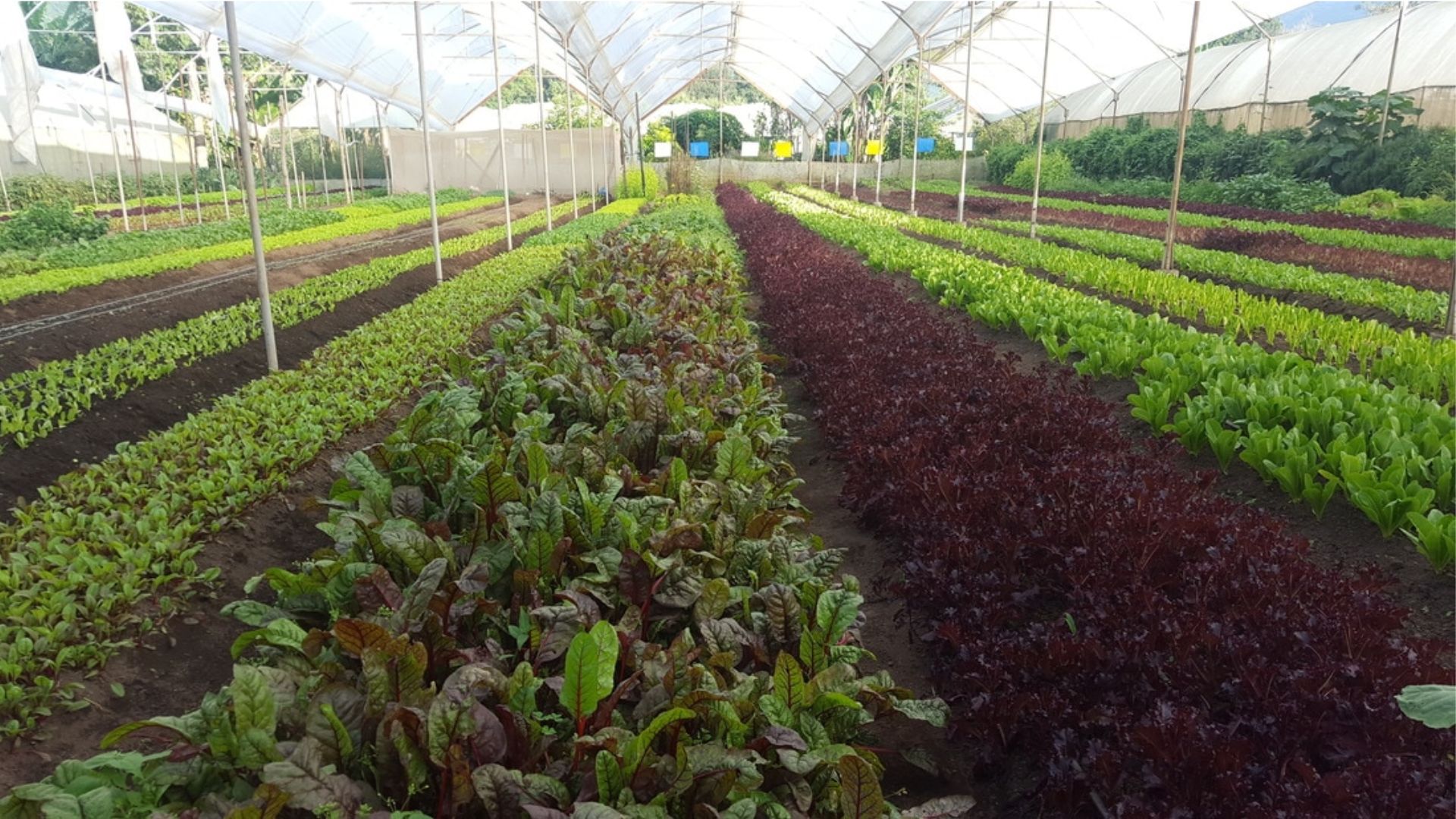 Rows of vibrant leafy greens and dark red lettuces grow in a spacious greenhouse. The well-maintained crops convey abundance and freshness.