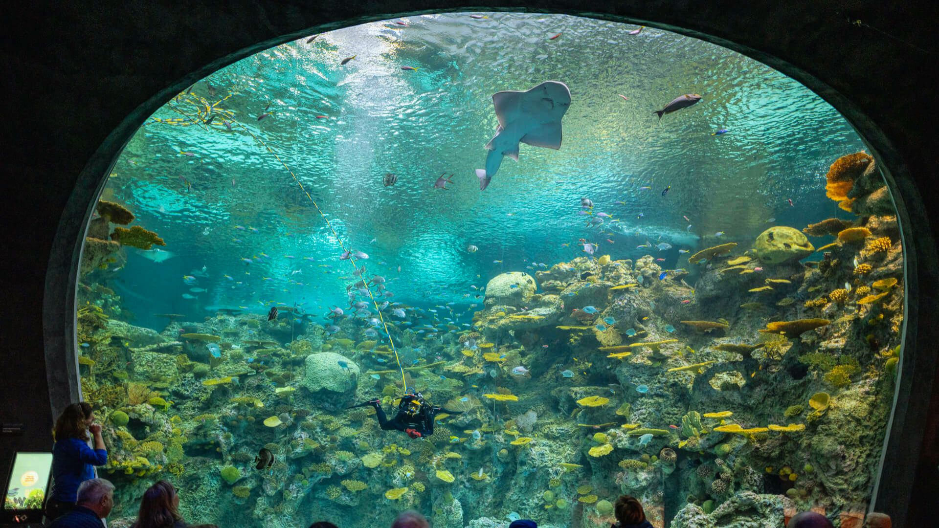 A diver swims among vibrant coral and colorful fish in a large aquarium, while a shark glides overhead. Visitors watch in awe from below.