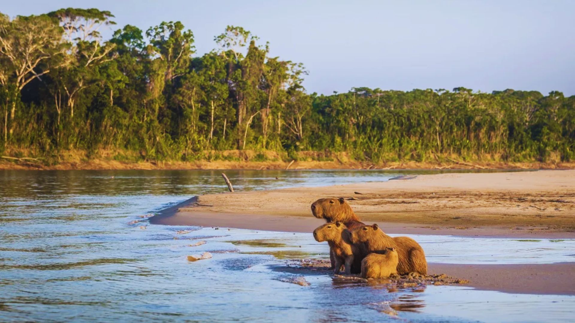 Manu National Park