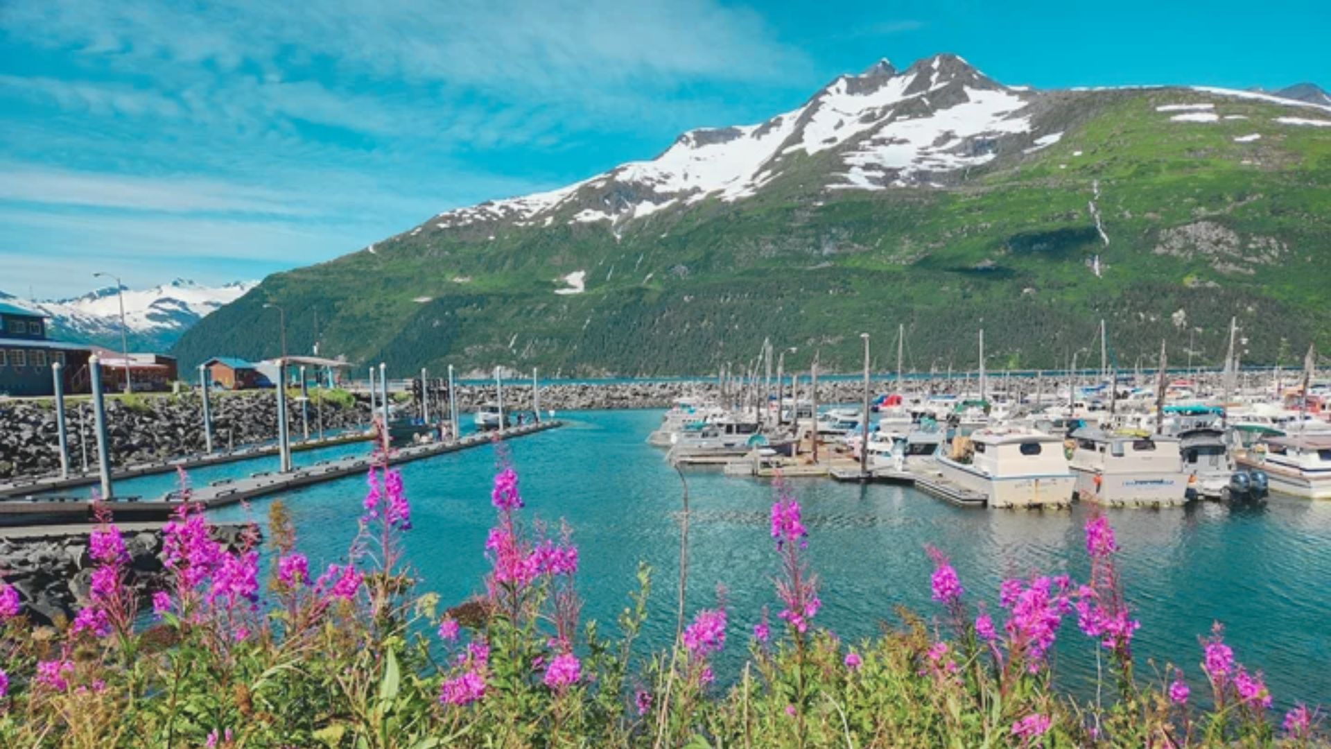 Harbor scene with boats moored on calm water, surrounded by snow-capped mountains. Bright pink wildflowers in the foreground under a clear blue sky.