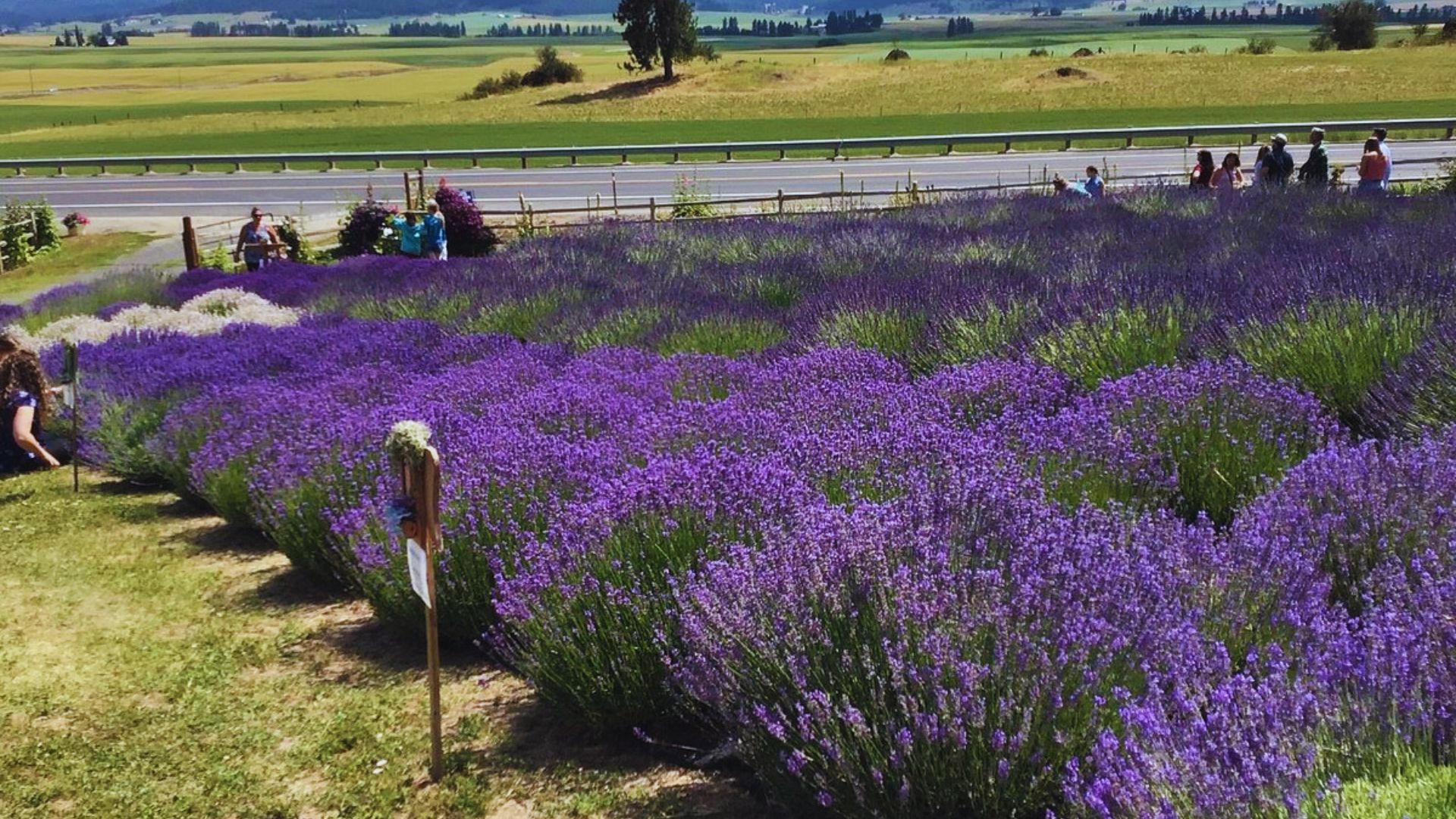 People are harvesting lavender in a vibrant purple field under a clear blue sky.