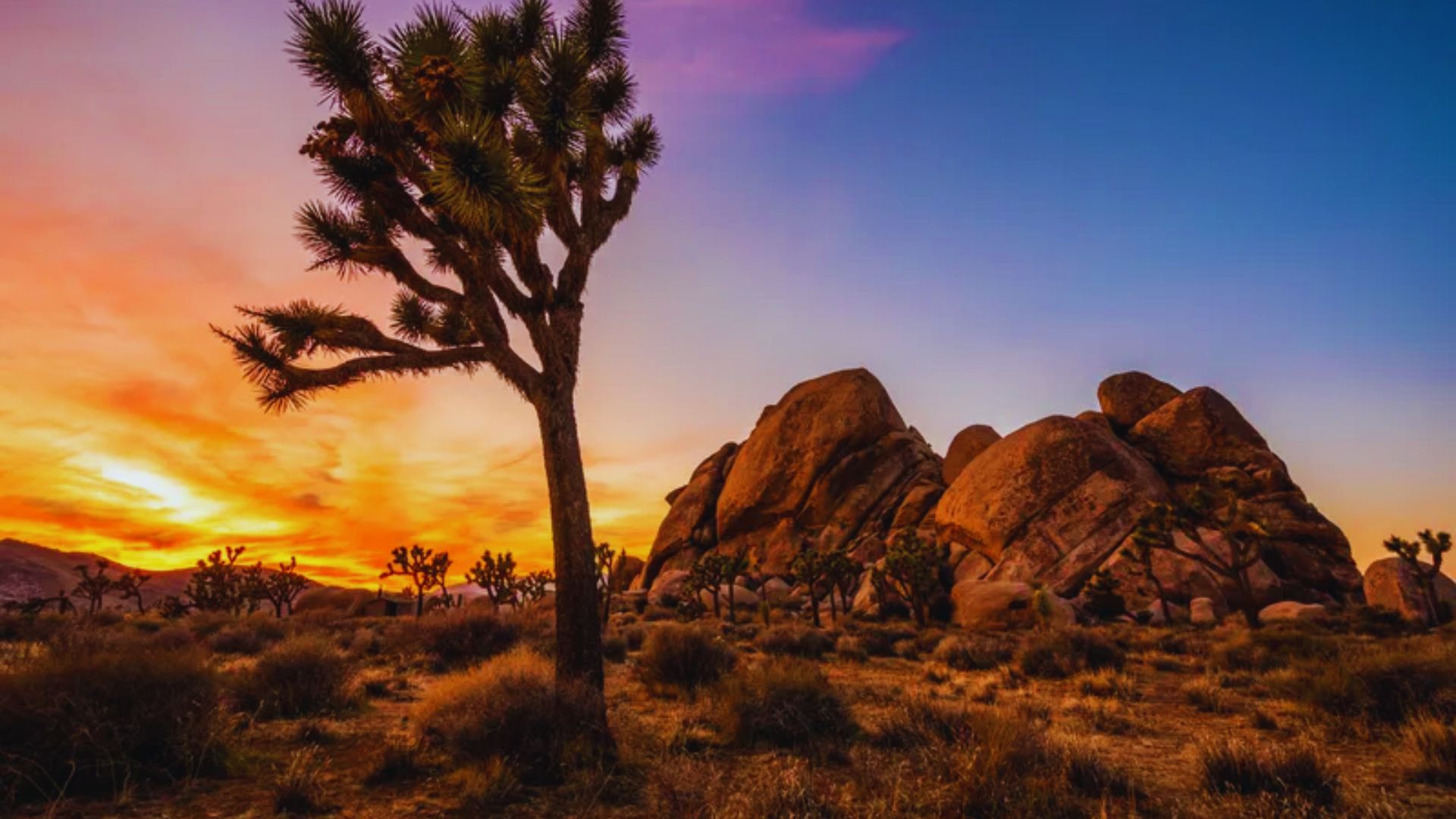 Joshua Tree National Park