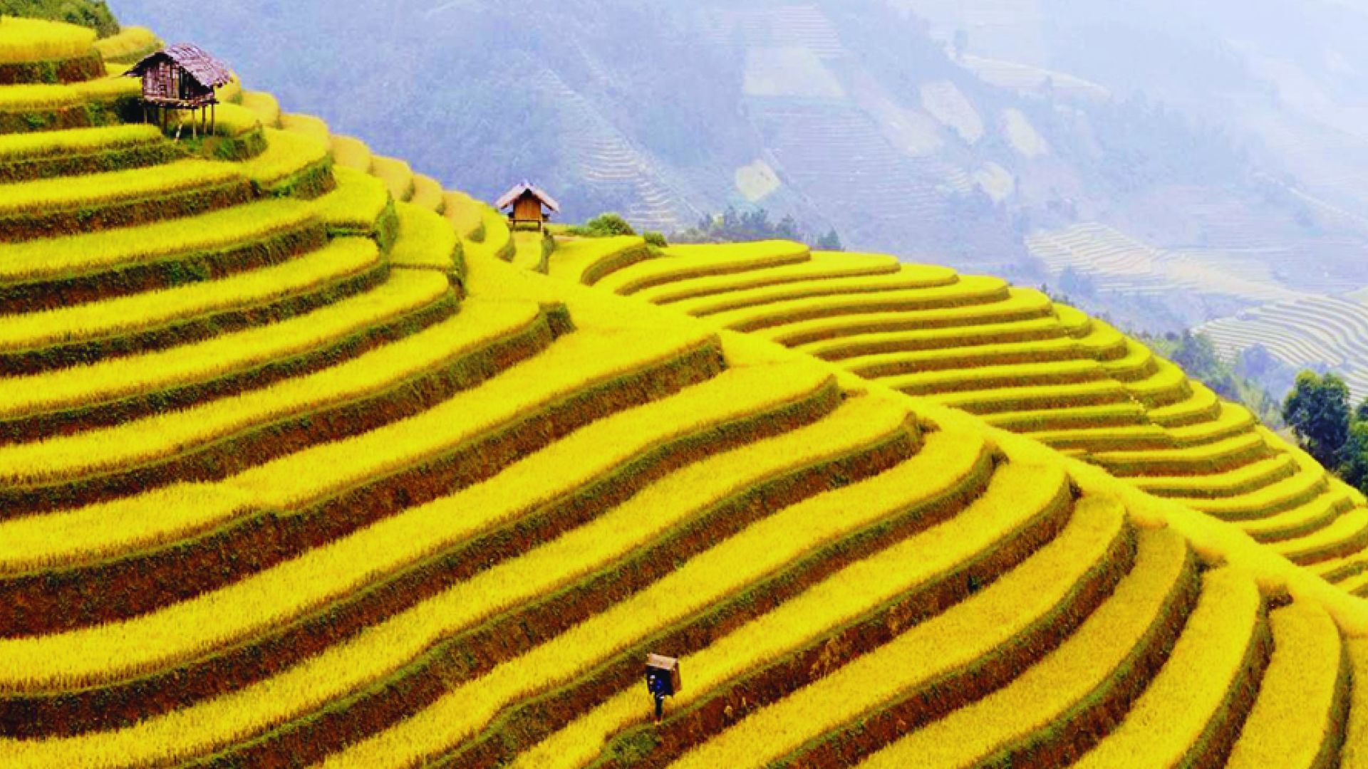 Lush green rice terraces in Vietnam, showcasing layered fields cascading down a hillside under a clear blue sky.