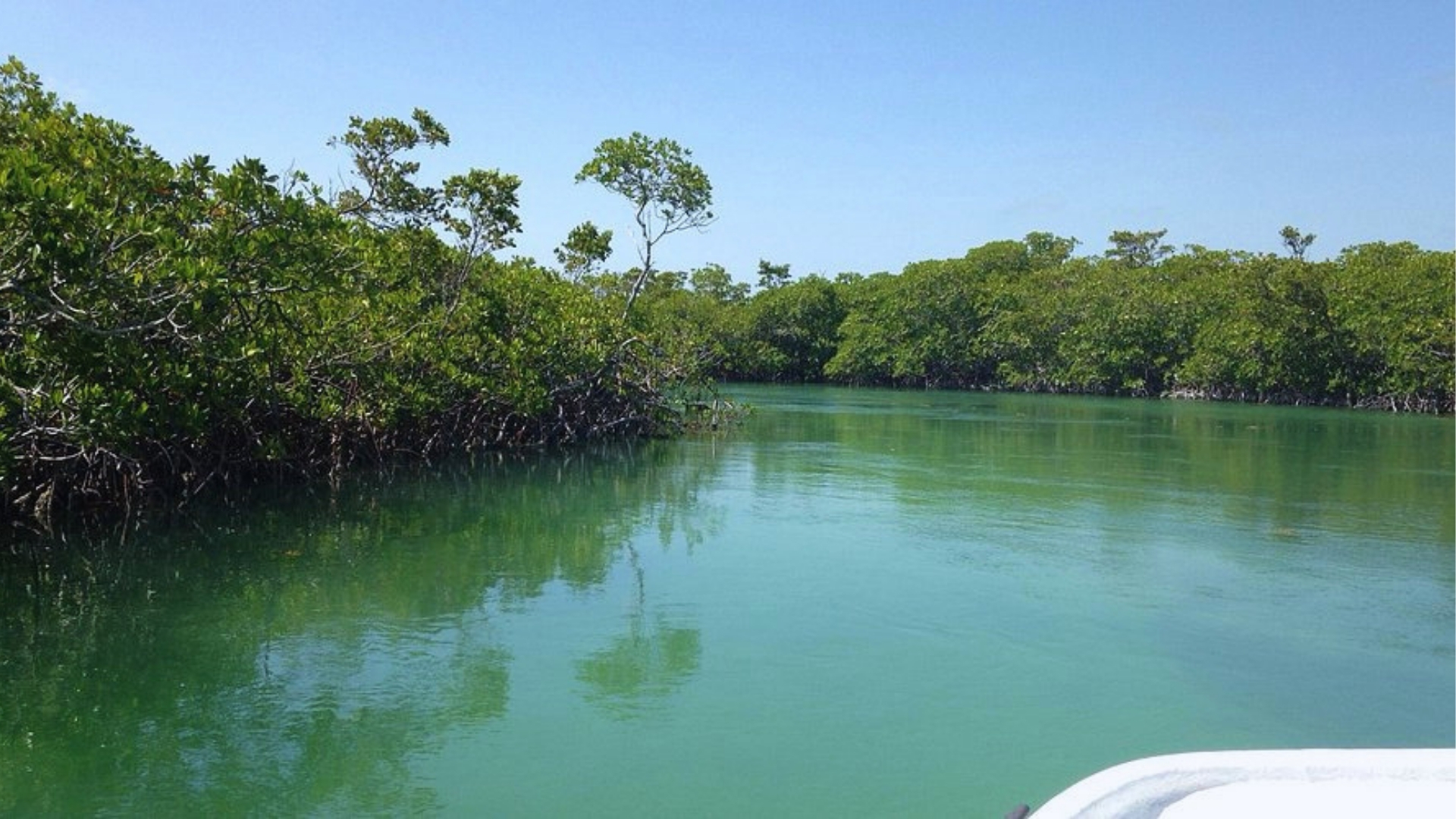 Serene mangrove-lined waterway under a clear blue sky. Verdant trees reflect in the calm, green water, conveying a tranquil and natural atmosphere.