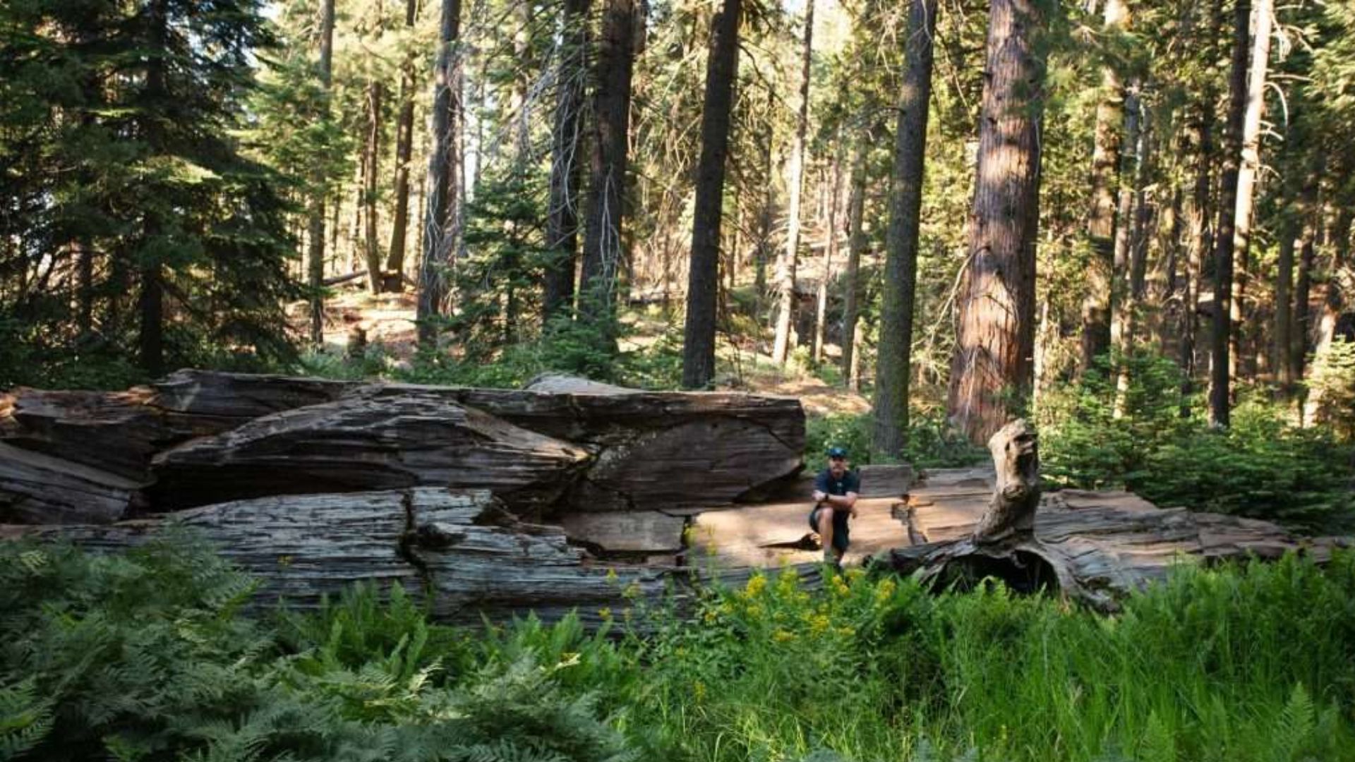 Big Stump Loop Trail