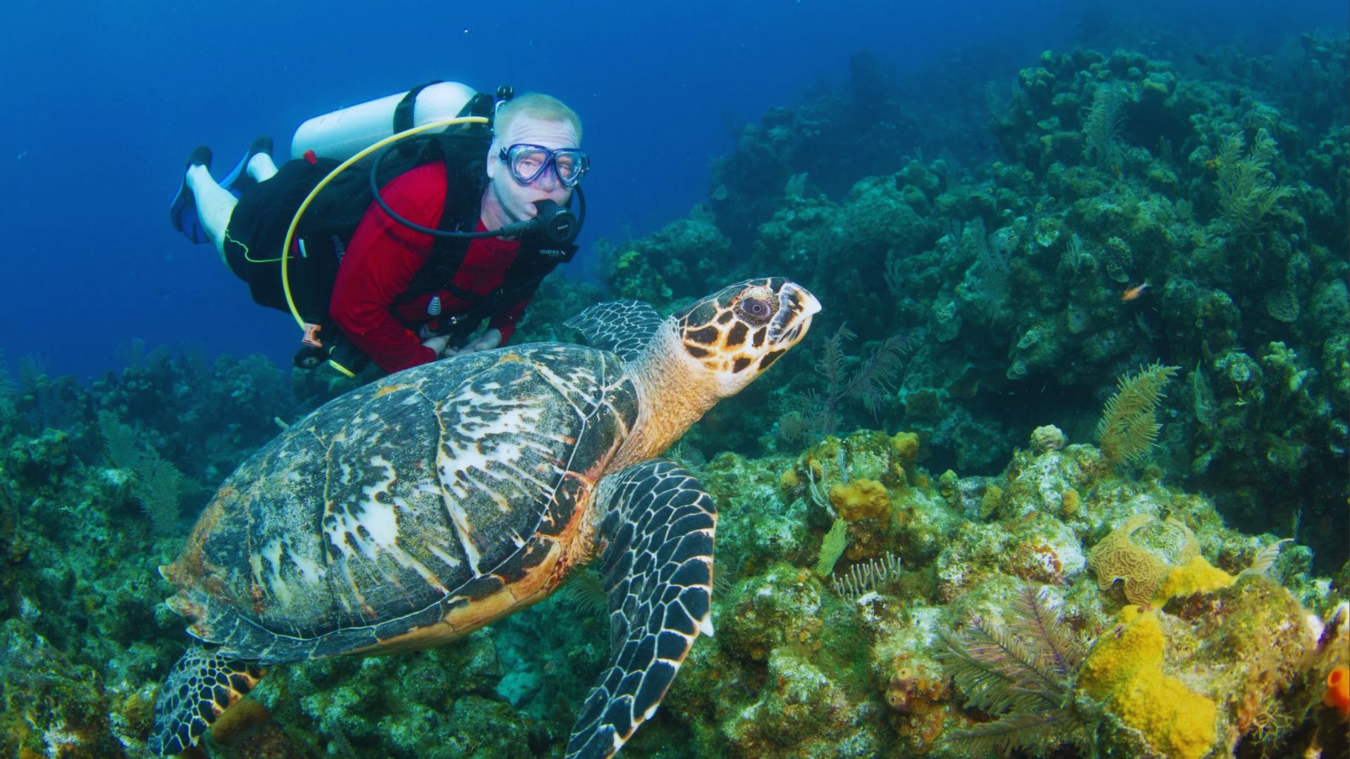 A scuba diver in a red wetsuit swims beside a large sea turtle over a vibrant coral reef. The clear blue water creates a serene underwater scene.