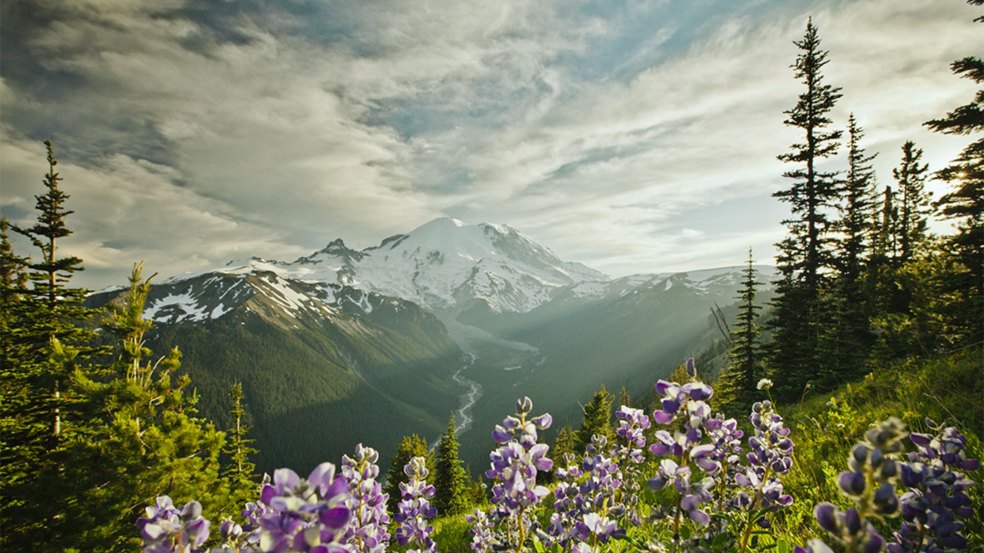 Visit Mount Rainier National Park