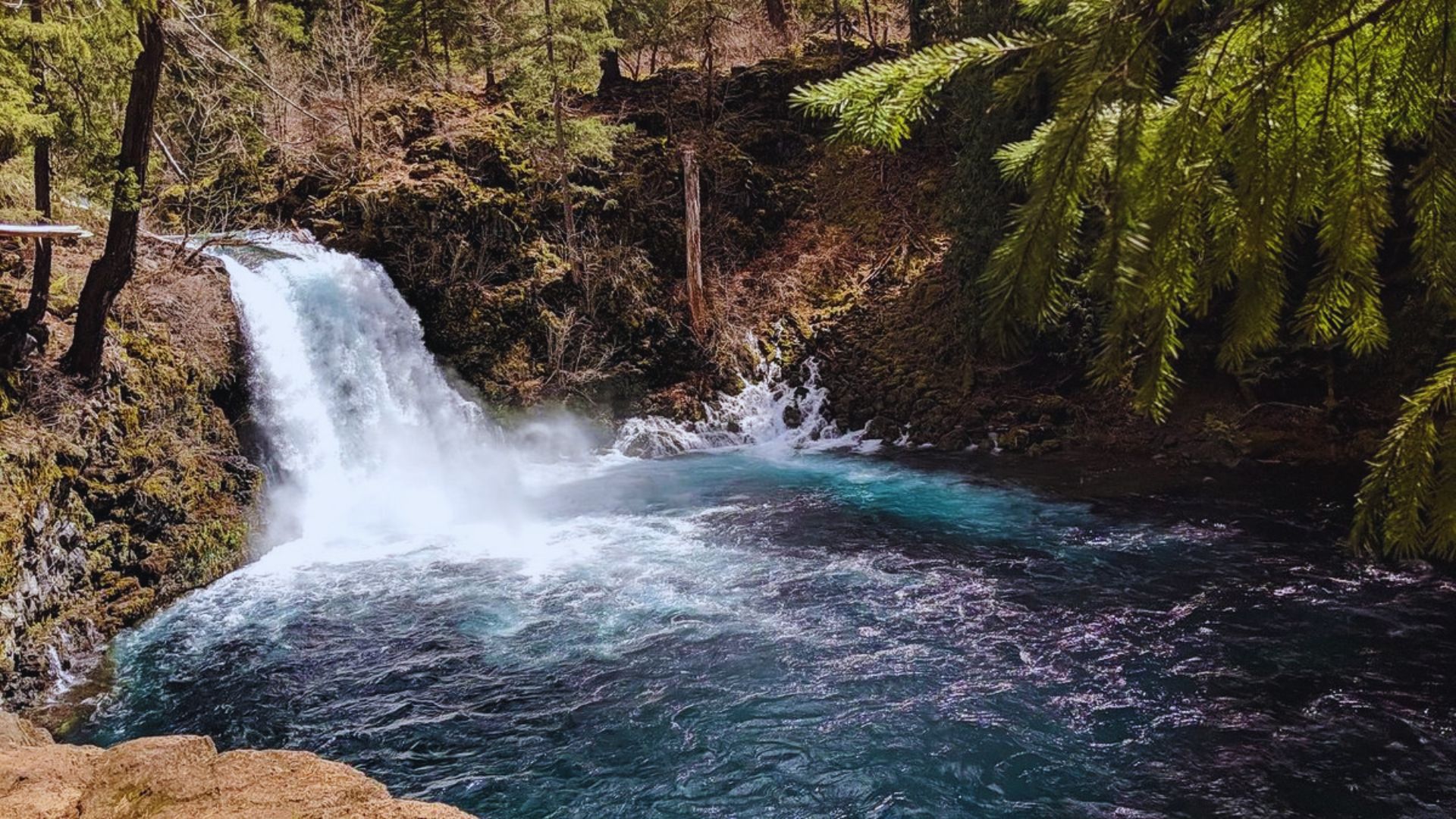 McKenzie River Trail