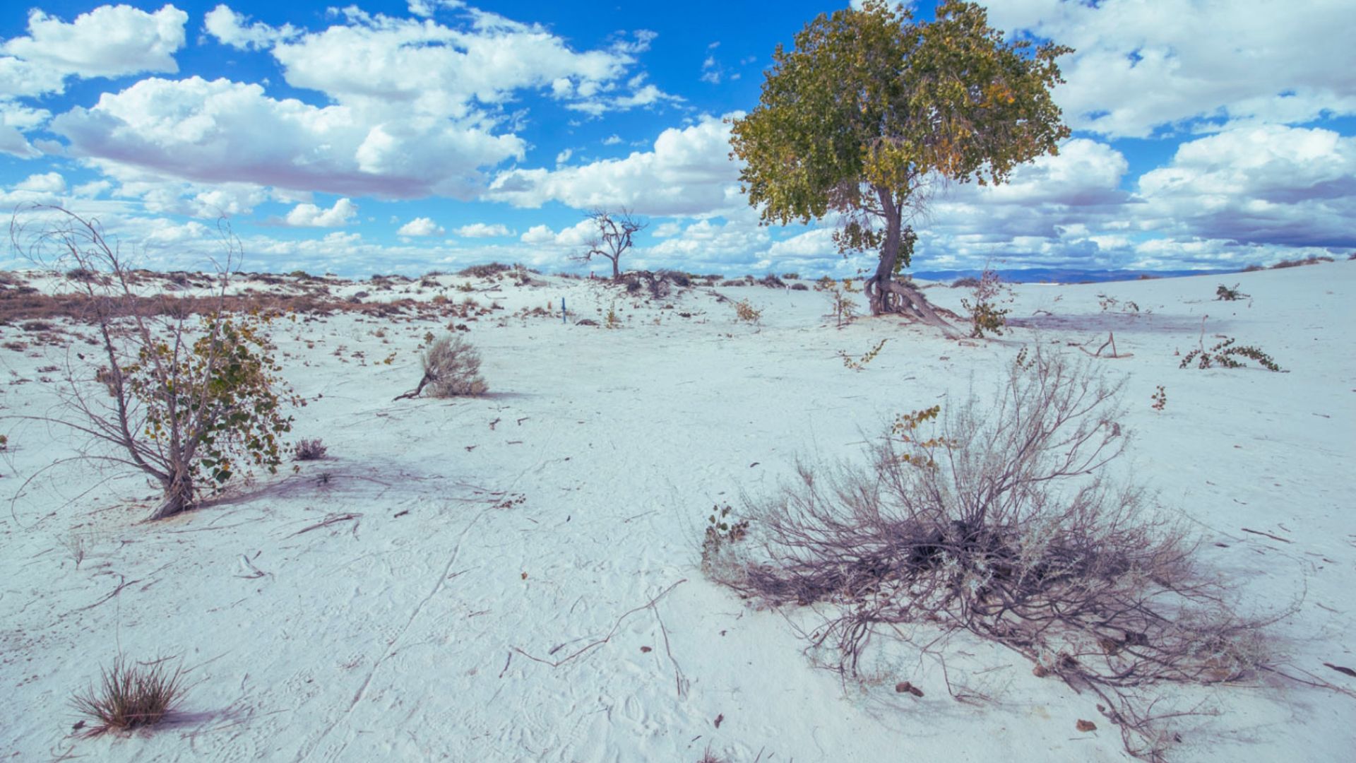 Explore the Dune Life Nature Trail