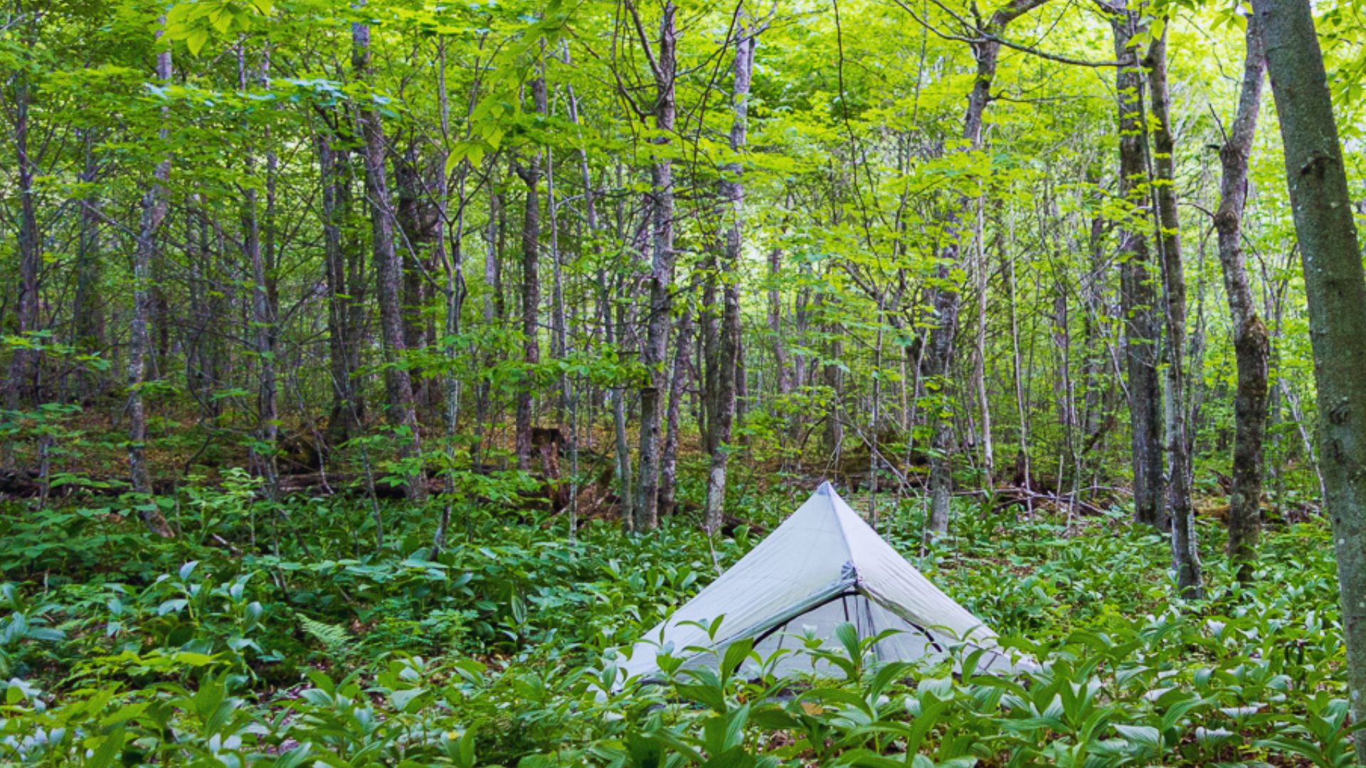 A tent nestled among trees and plants in a serene forest setting.
