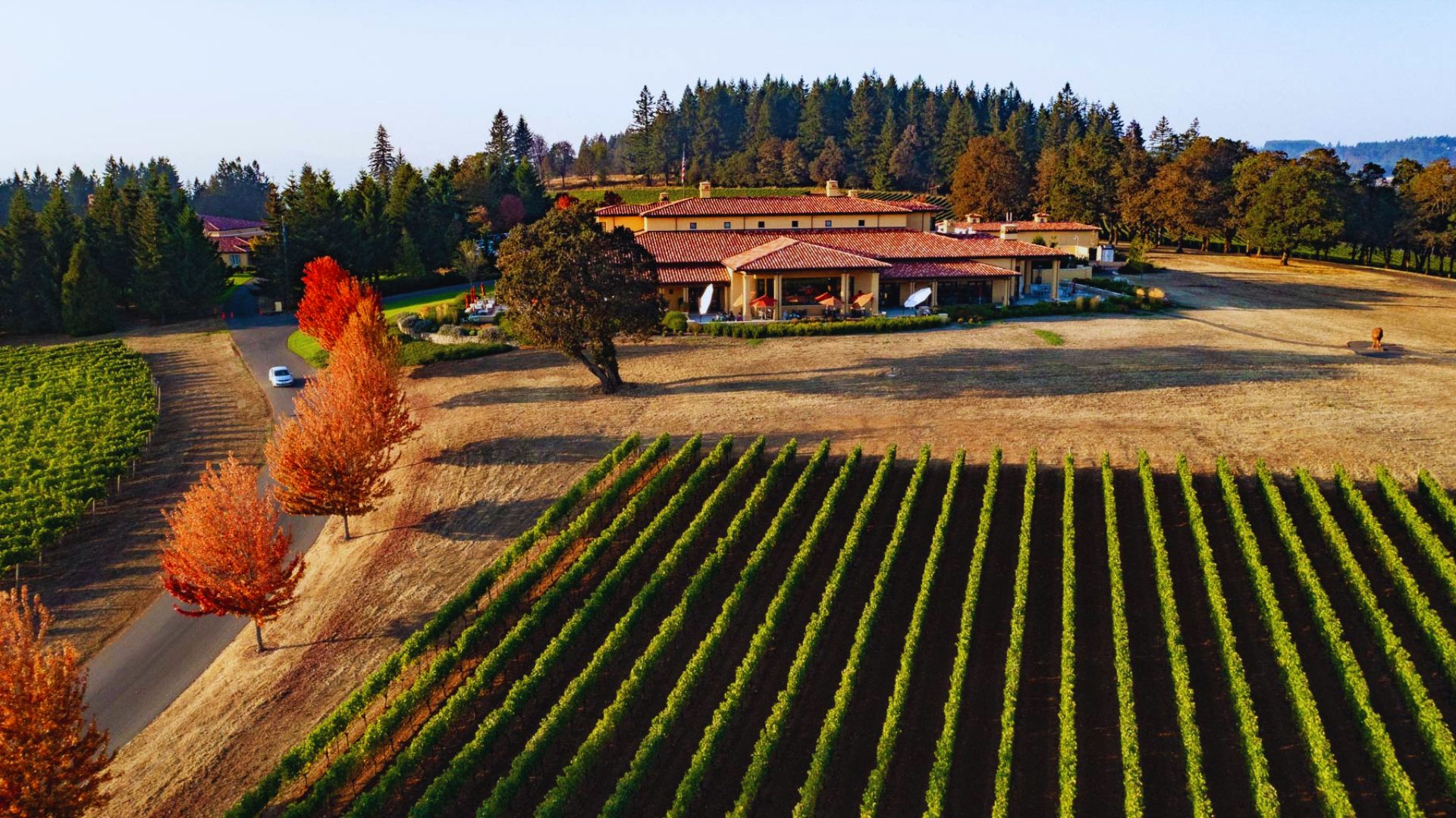 Aerial view of a lush vineyard with rows of grapevines surrounding a charming house.