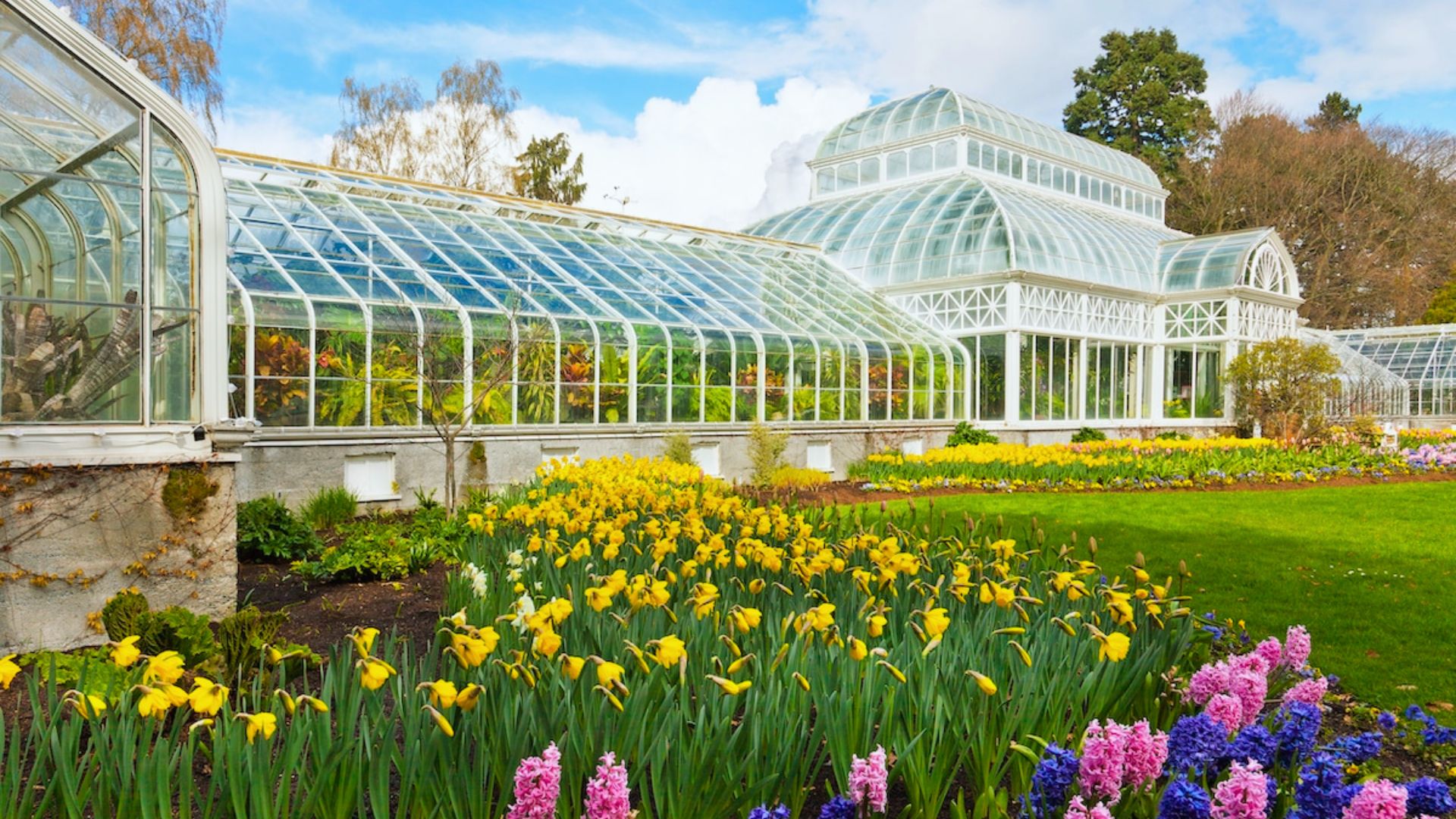 Historic glass greenhouse set in a lush garden with vibrant yellow daffodils and purple hyacinths under a bright blue sky. The scene feels serene and vibrant.