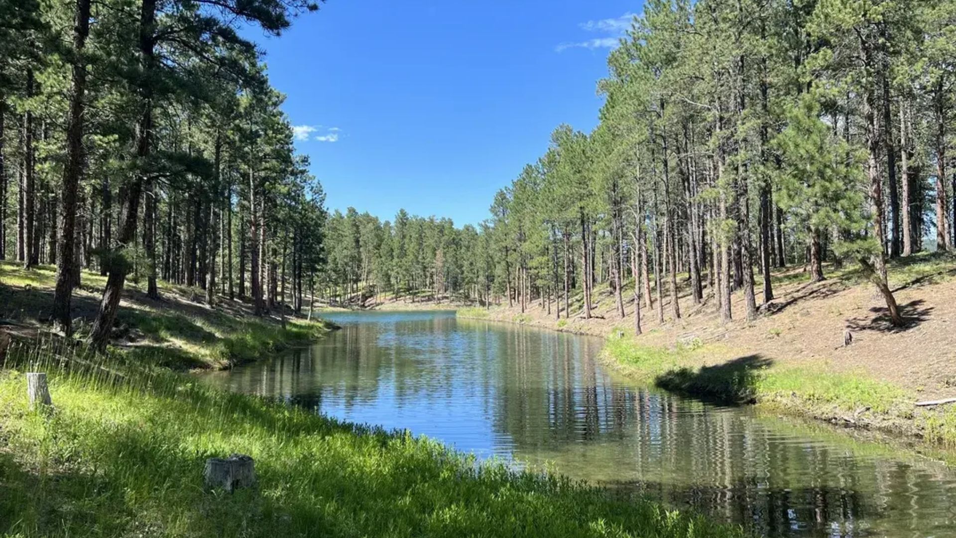 A serene forest scene with a calm river reflecting the blue sky, flanked by tall pine trees. Sunlight filters through, creating a peaceful, natural ambiance.