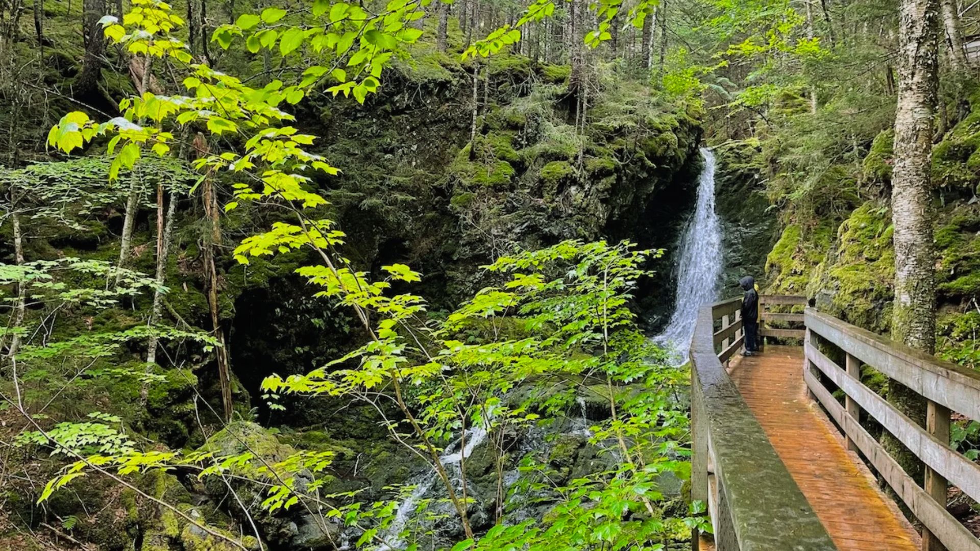 Visit Dickson Falls Trail