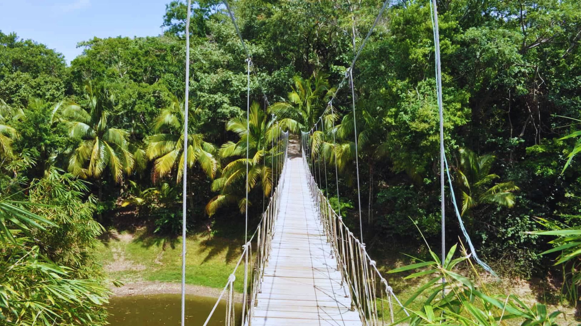 Suspension bridge over a tranquil river, nestled in lush green tropical forest. Sunlight filters through palm trees, evoking an adventurous vibe.