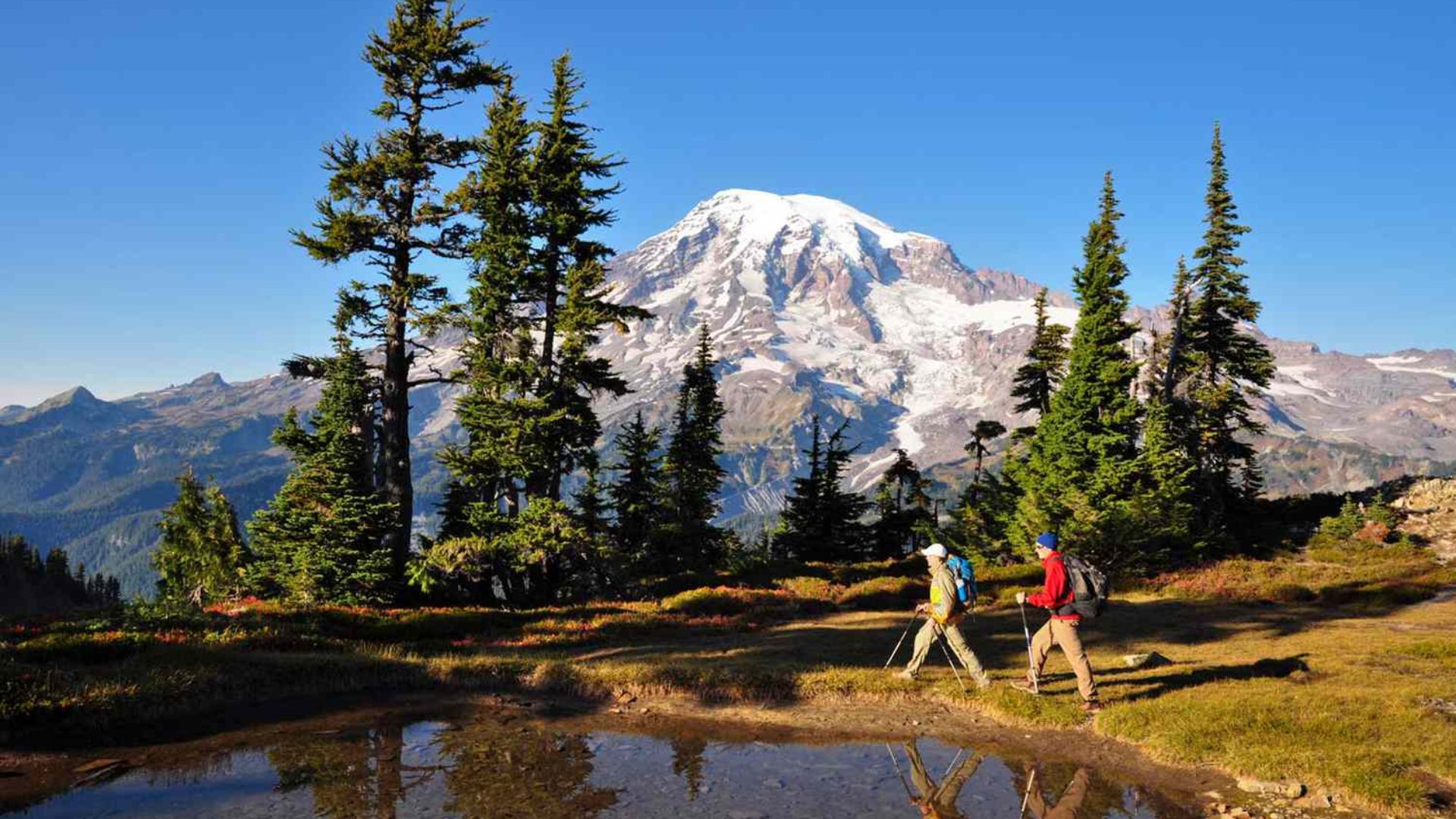 Two hikers walk through a scenic landscape with tall evergreen trees and a clear blue sky. Snow-capped Mount Rainier stands majestically in the background.