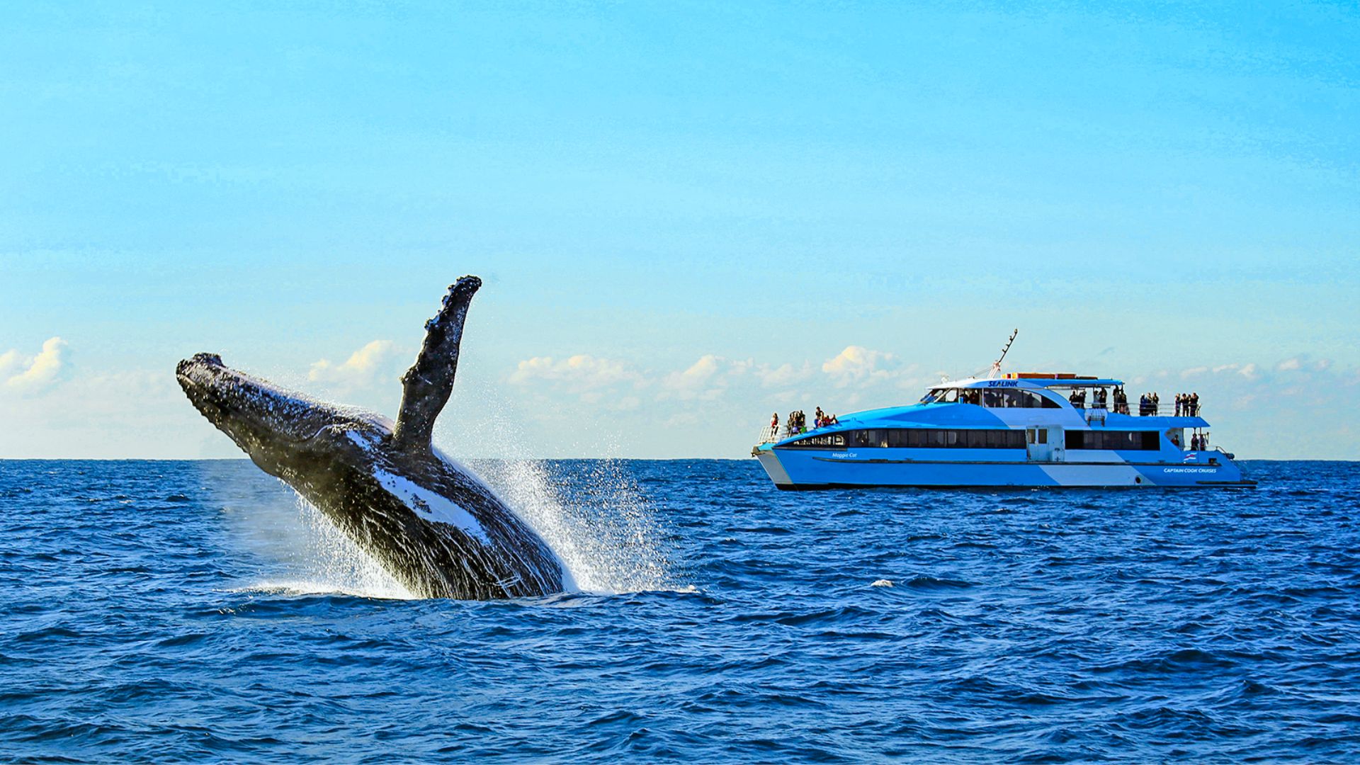 Optional Activities: Whale Watching or Harbor Cruise