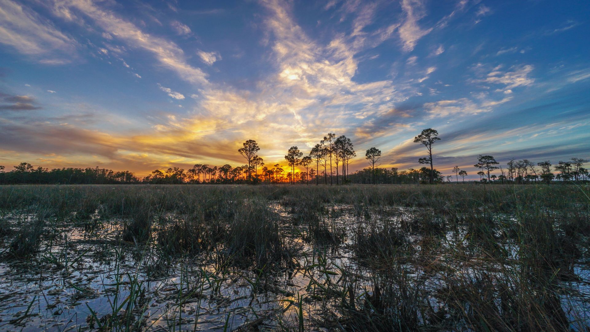 A vibrant sunset casts warm hues over a tranquil swamp, reflecting on the still water and silhouetting the trees.