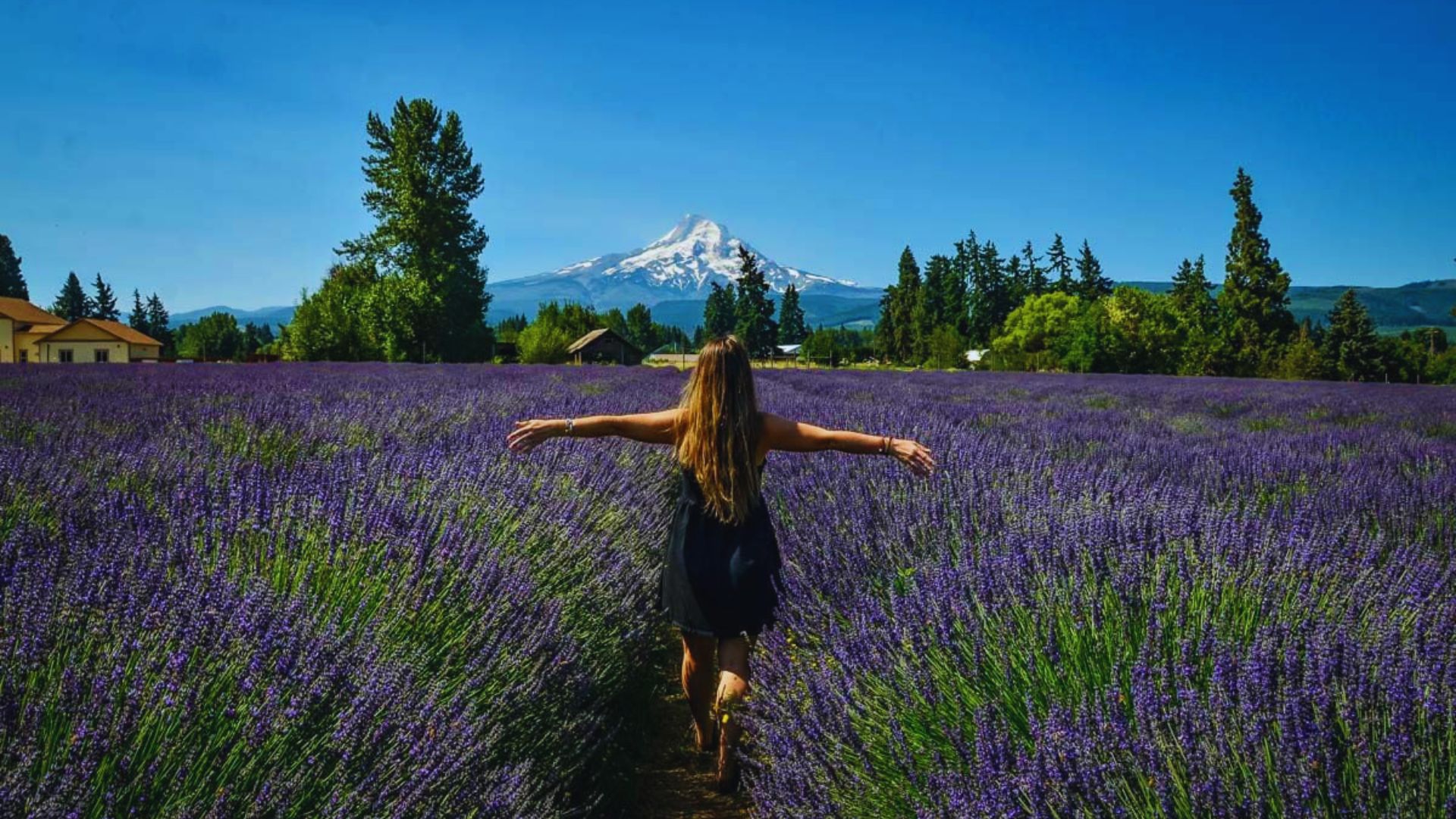 A woman in a black dress walks through a vibrant lavender field, arms outstretched, with a snow-capped mountain in the background.