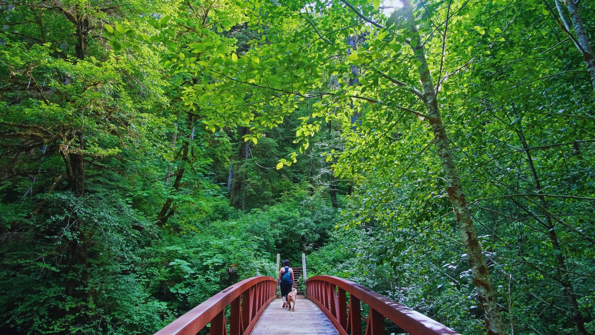 Valley of the Giants